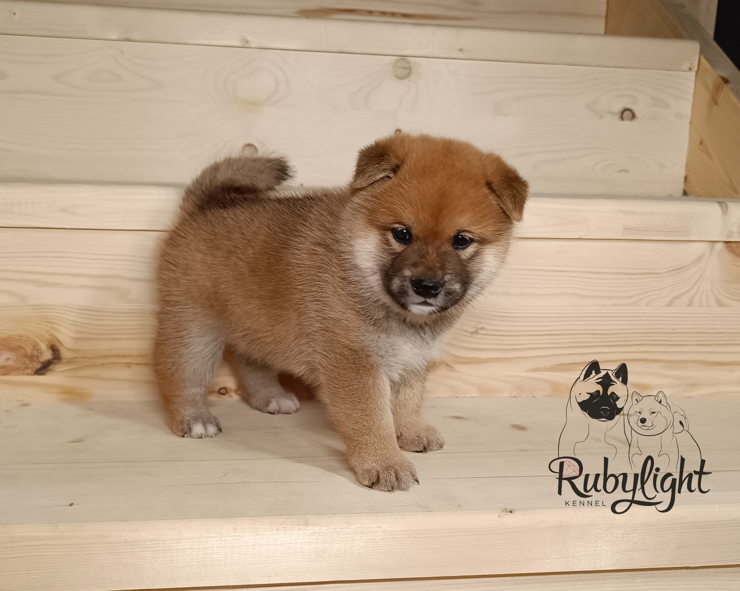 Сиба Rubylight Everest питомник Рубилайт 