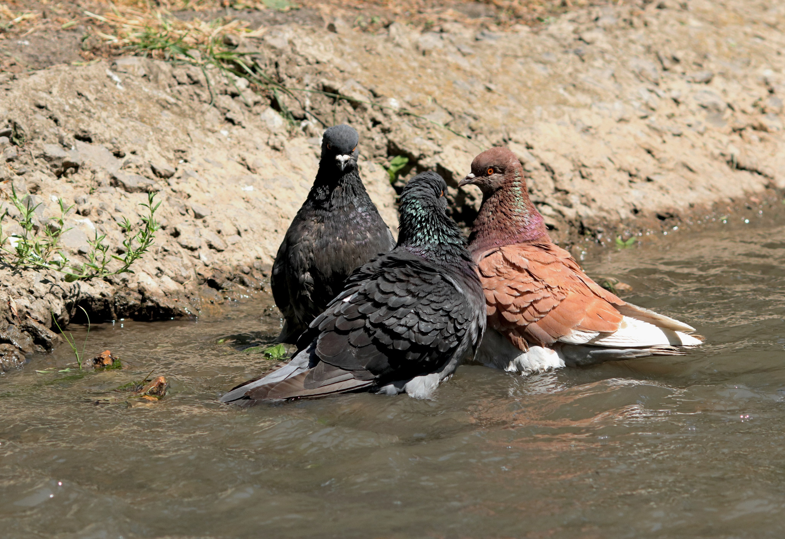 Птицы и животные южного региона. Фото-художник и Репортажный фотограф Николаев Александр Алексеевич