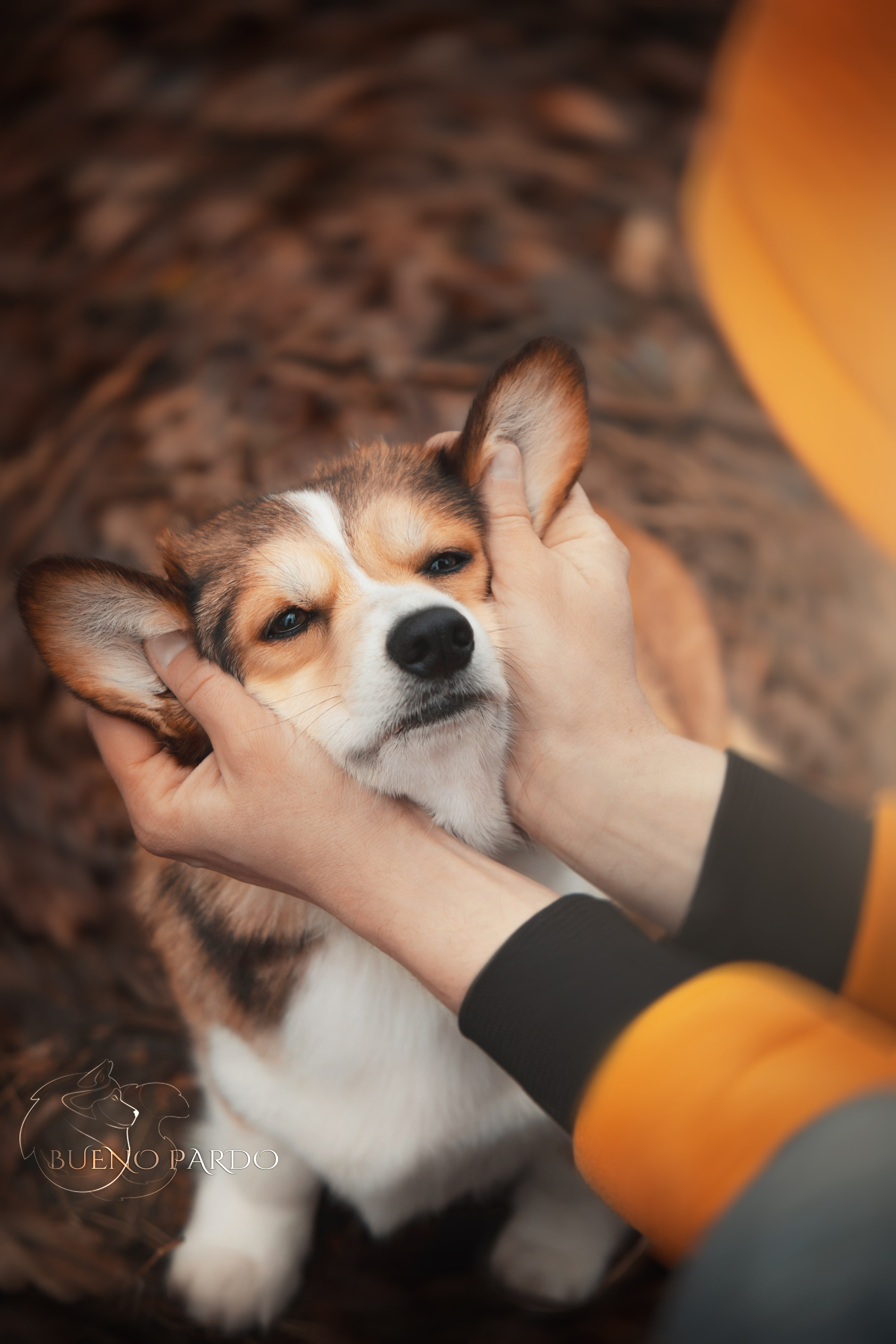 Щенки вельш корги пемброк из питомника. Питомник собак Акита, Хаски, Корги