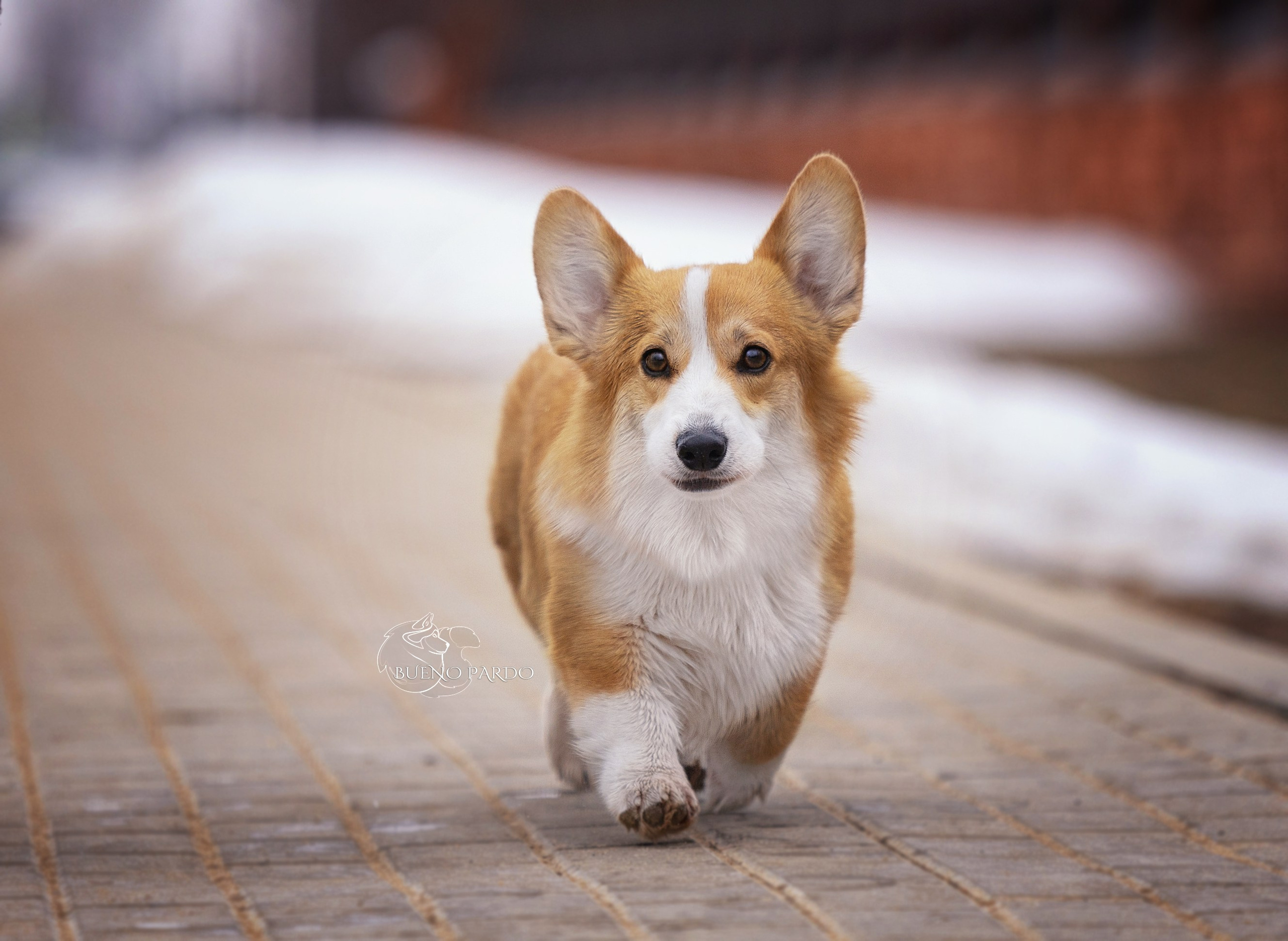 Щенки вельш корги пемброк из питомника. Питомник собак Акита, Хаски, Корги