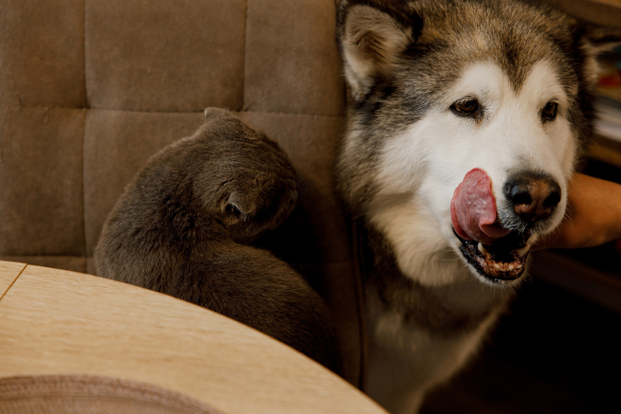 Лев 2 годика. Свадебный и семейный фотограф  во Владивостоке Ольга Украинец