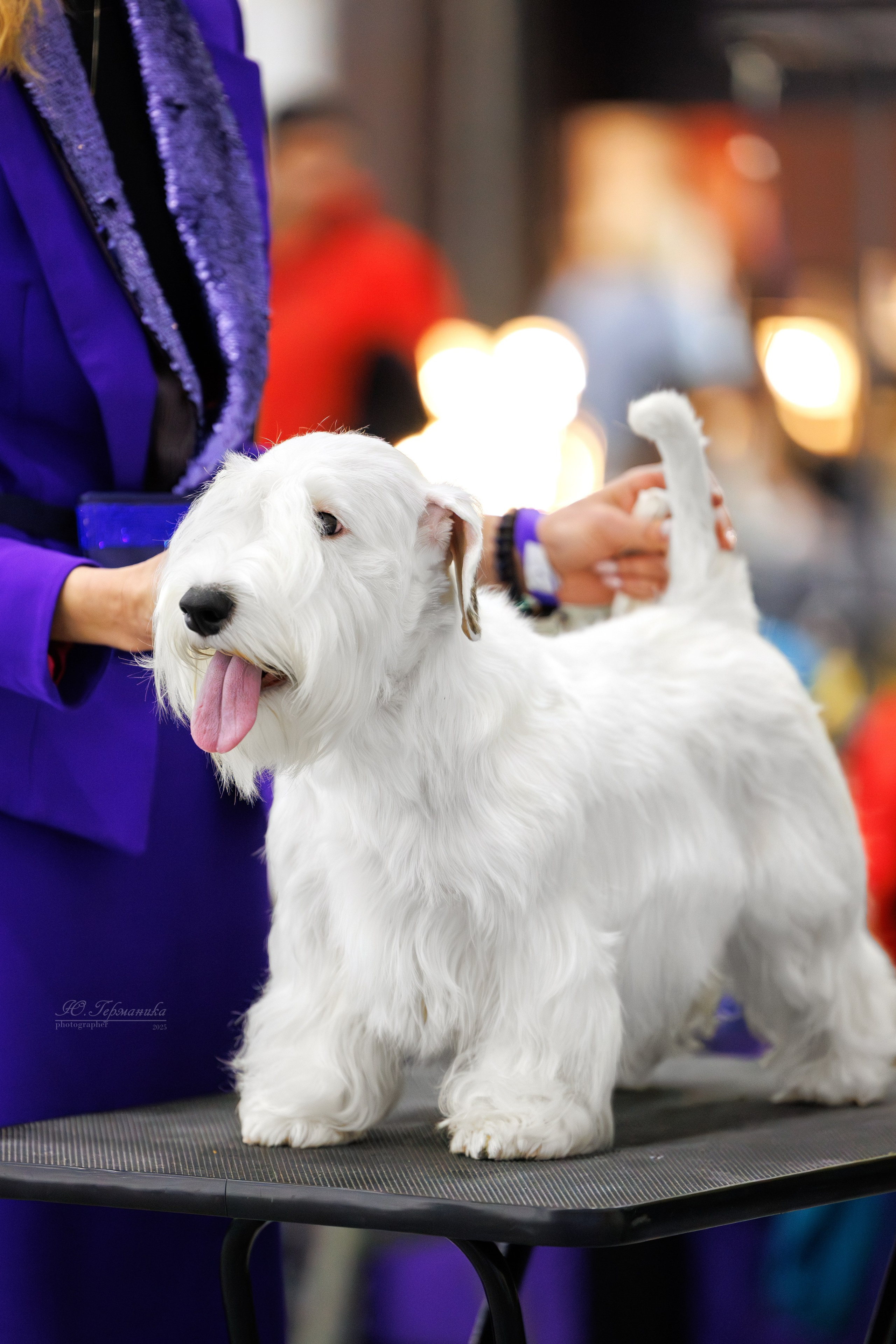 Питер 12-13.12.2025. Фотограф-анималист Юлия Германика