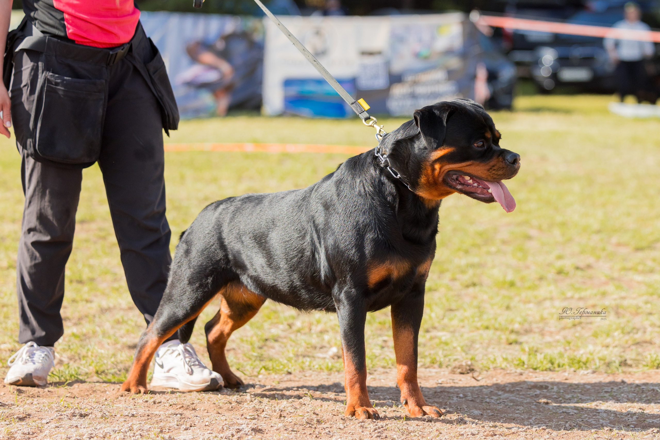 Тверь ротвейлеры 5-6.07.2025. Фотограф-анималист Юлия Германика