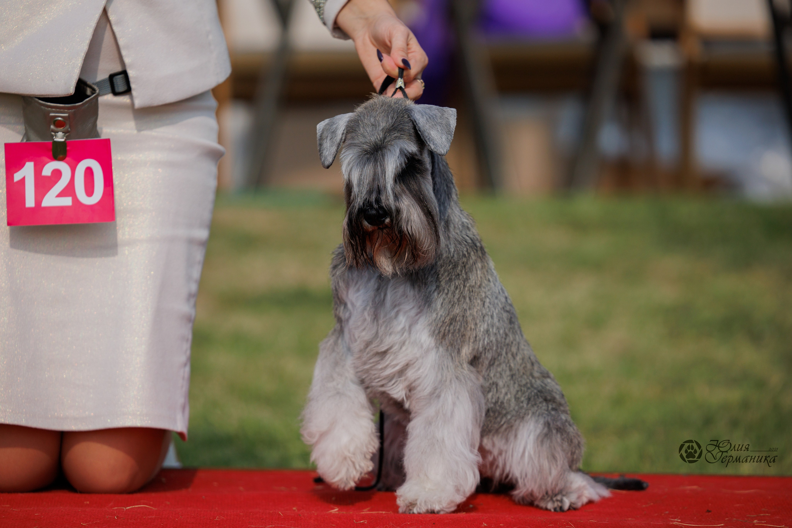 Армения,Ереван 3хCACIB 15-17.10.2024. Фотограф-анималист Юлия Германика