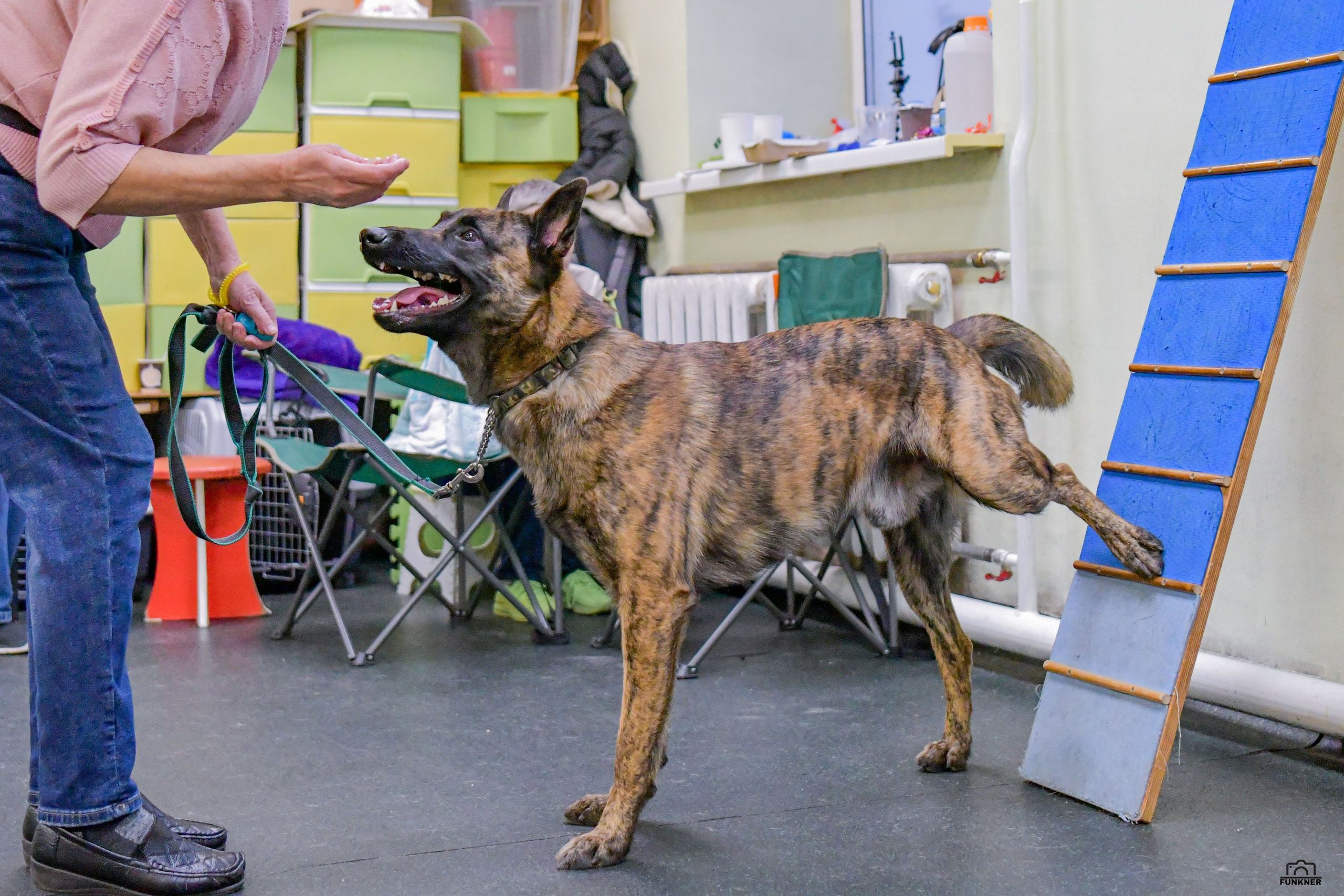 Кинологический клуб «Бодрый хвост». Свой взгляд через объектив