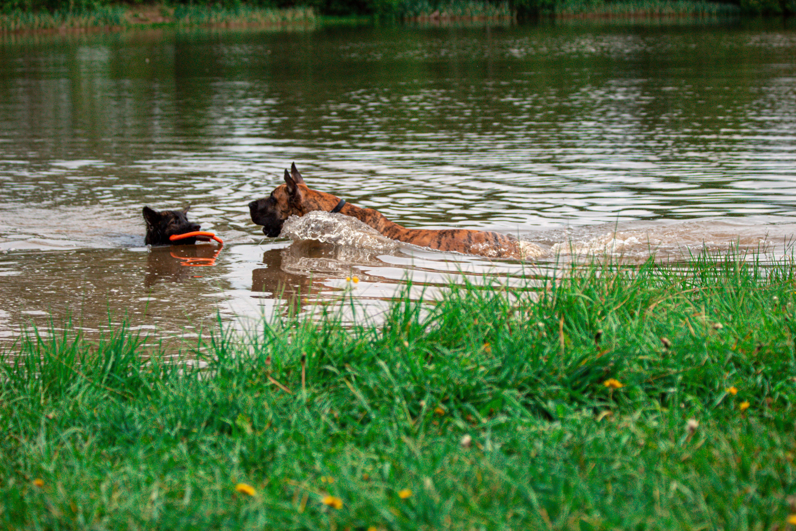 Фотосессии с животными Тула. Фотограф анималист — Тула, Москва