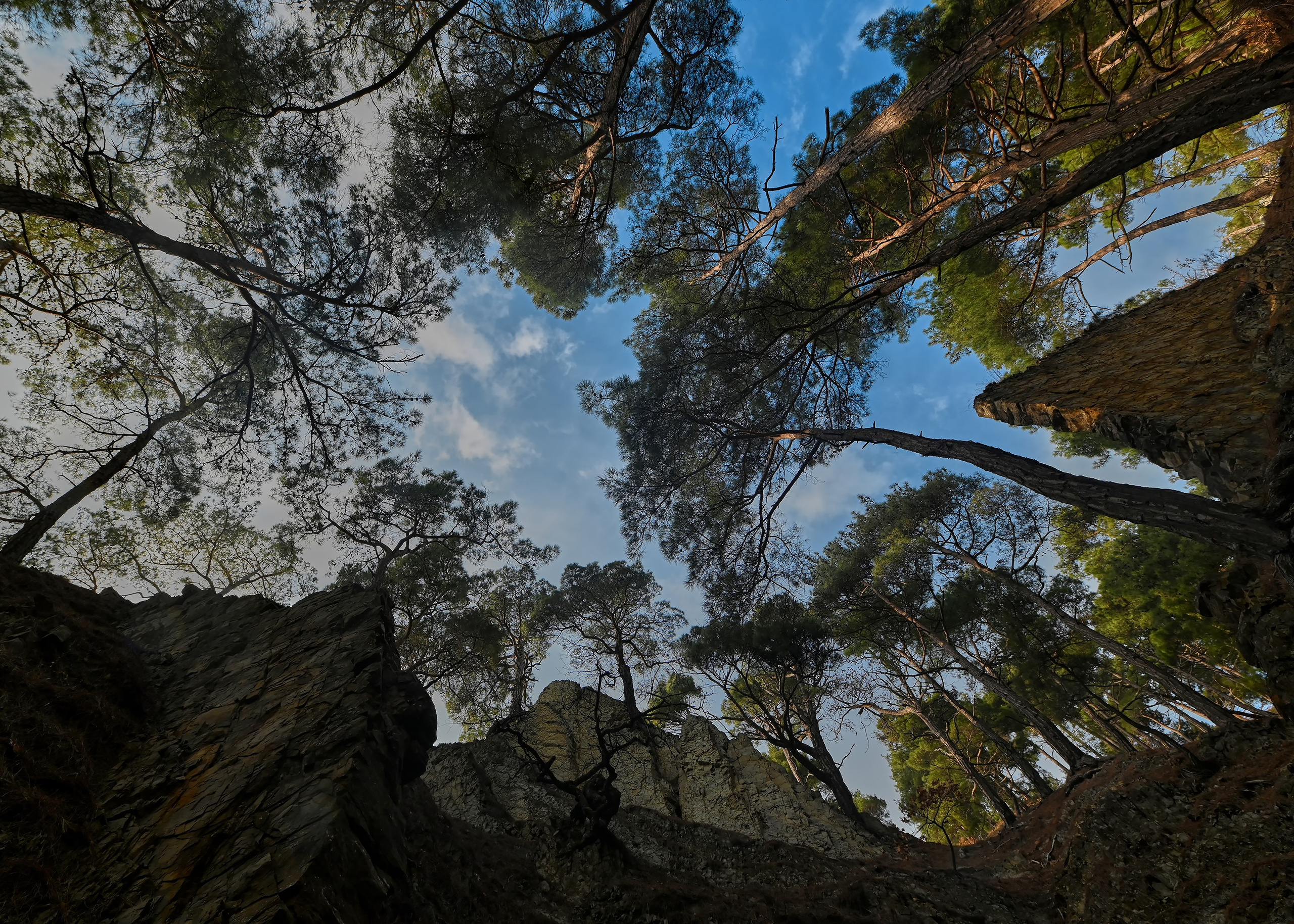 Сосны и скалы