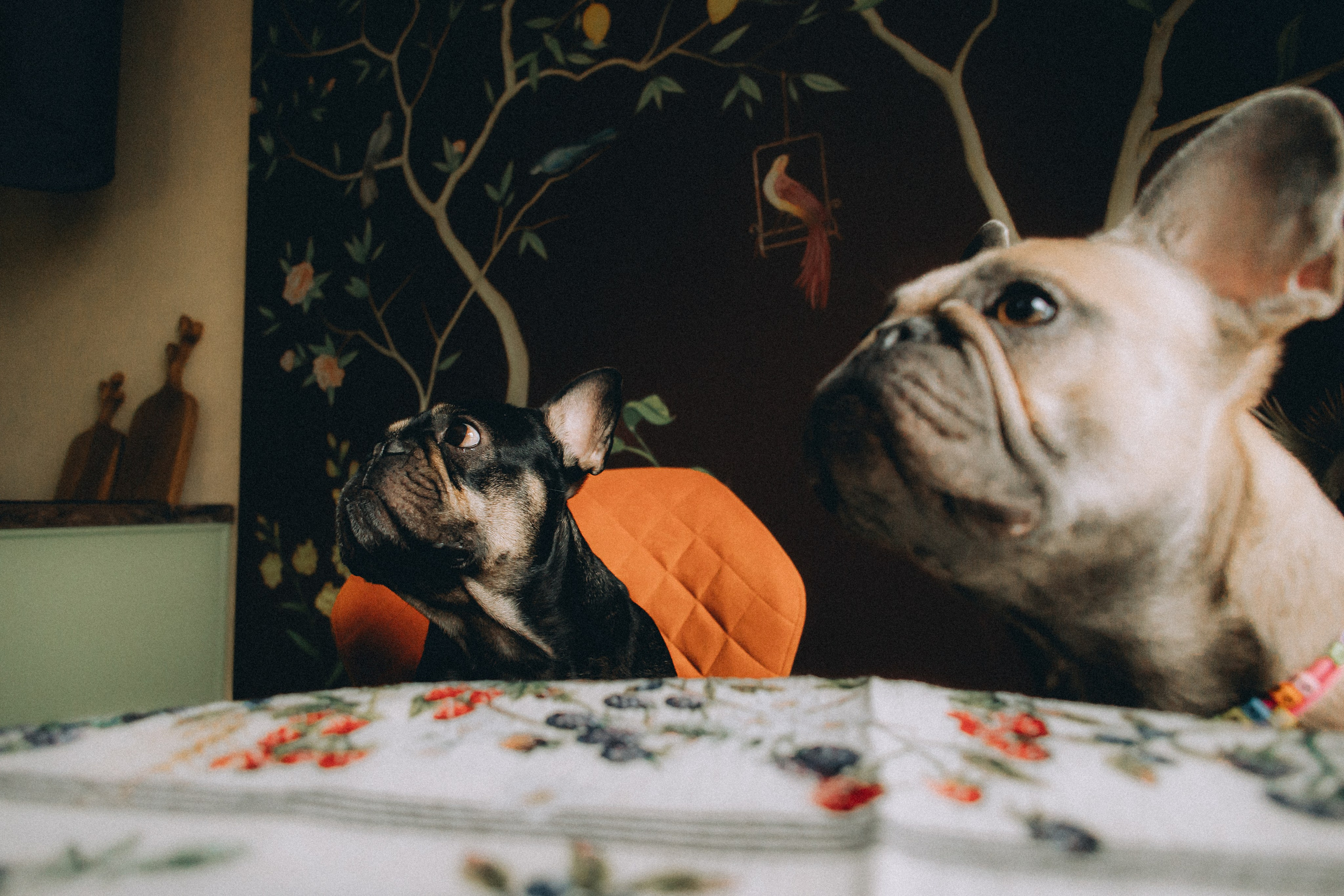 Юля, Мия и Зек