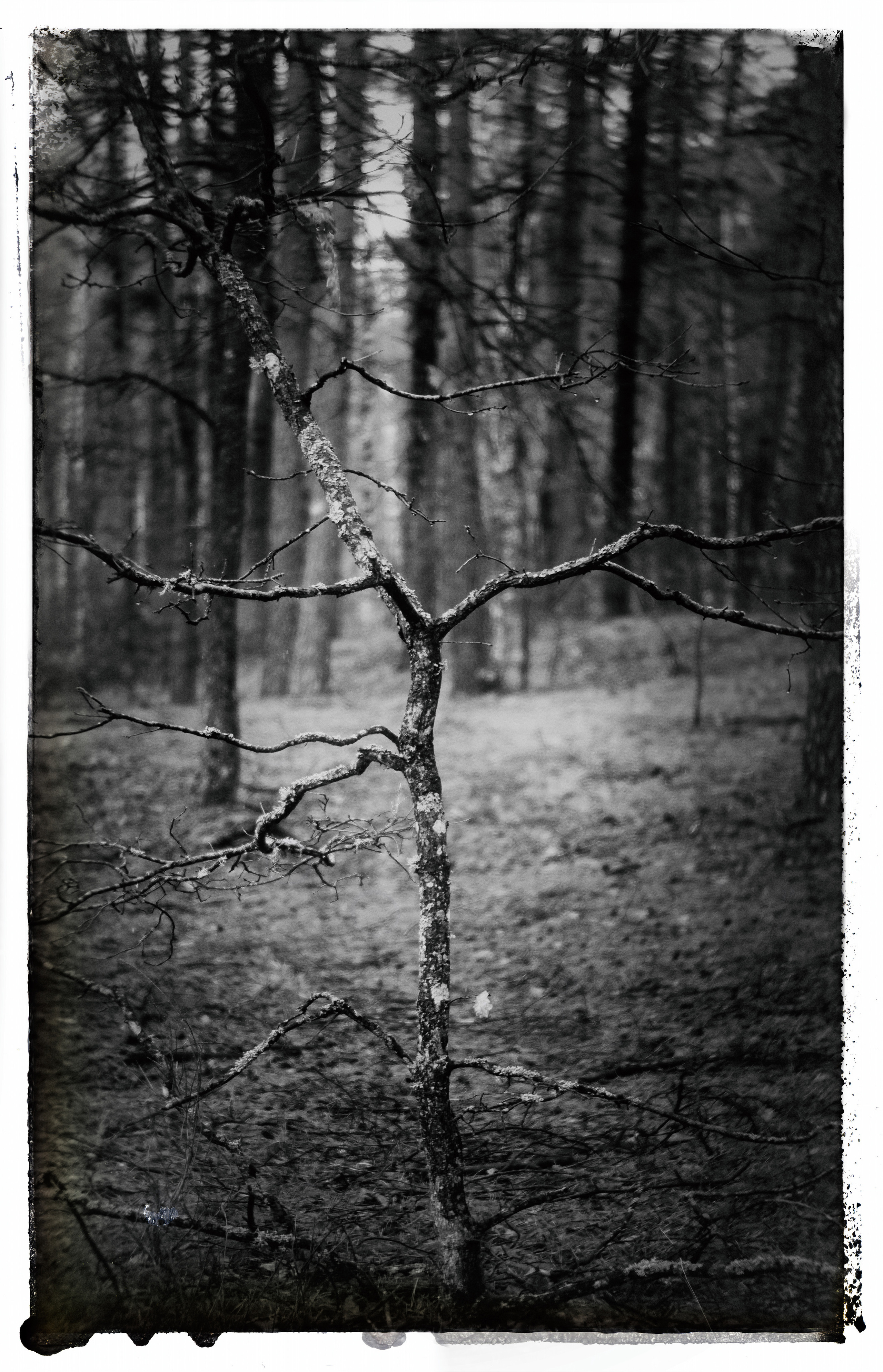 ЧБ  пейзажи (BnW landscape). Фотограф (photographer) Lischinski Vitaliy