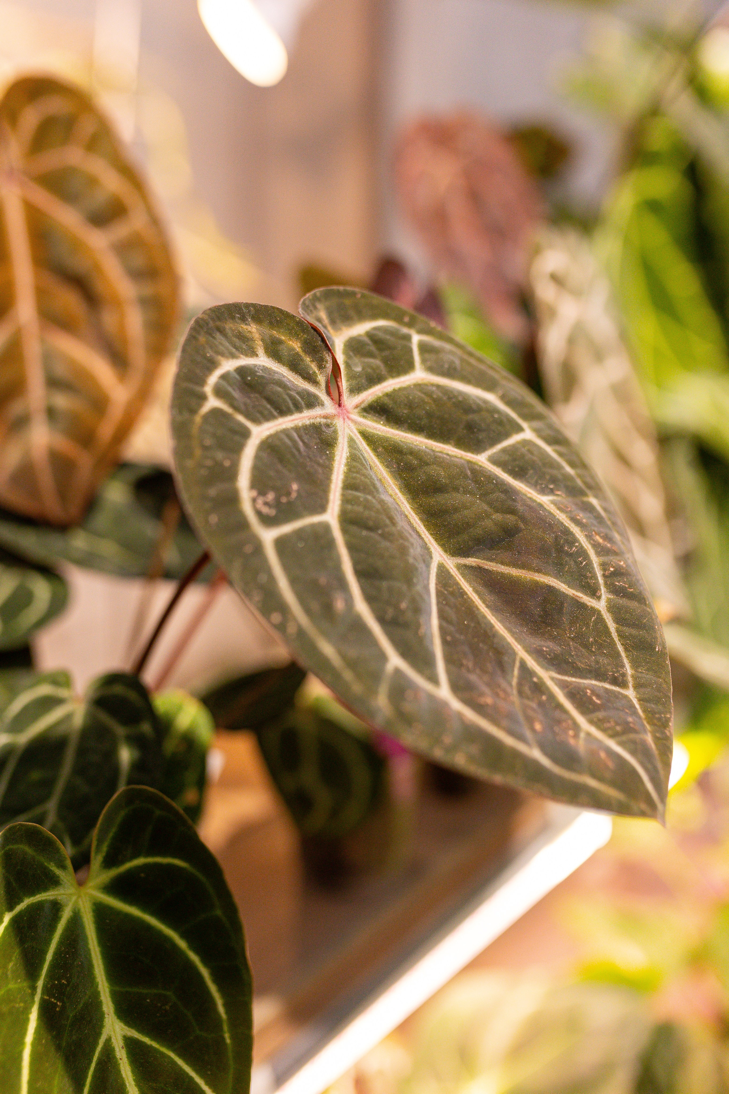 Ярмарка Green Rare 20.09.25. Александра Куликова фотограф, Москва