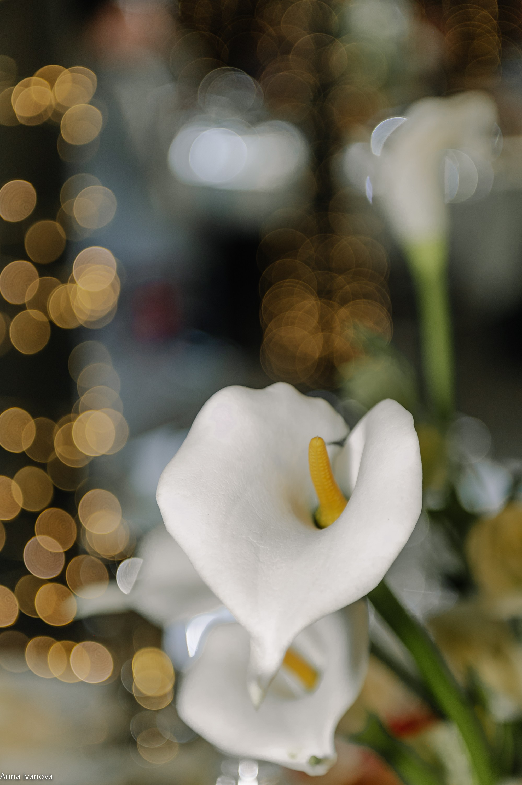 Свадебная фотосессия. Анна Иванова Свадебный Фотограф Чебоксары