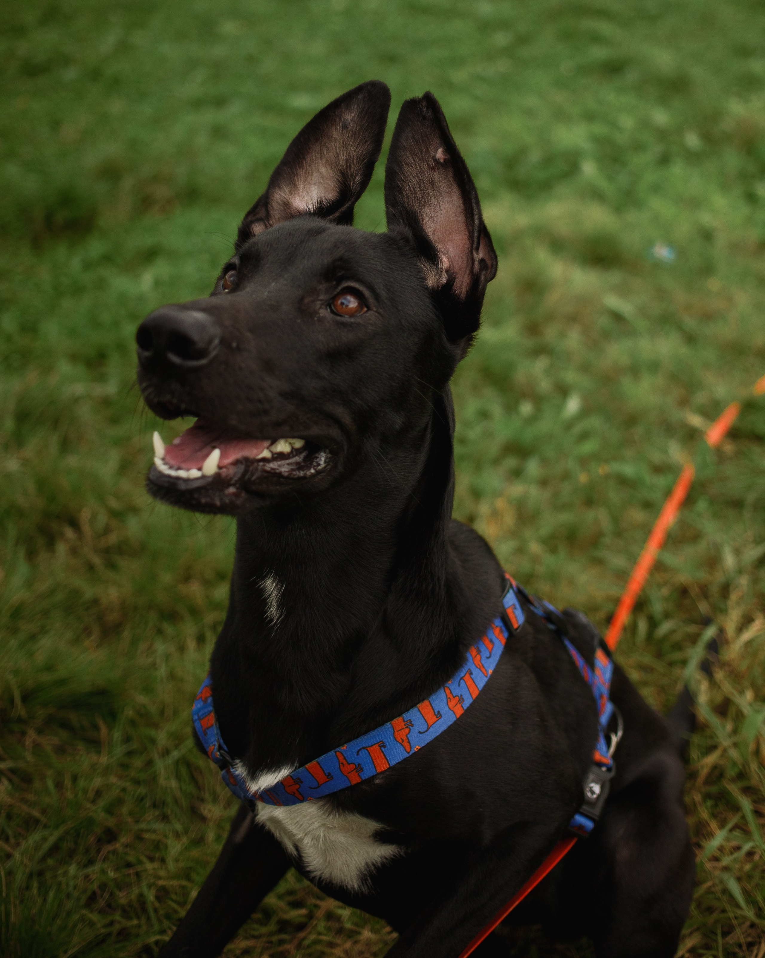 Отис ищет дом. Портретный фотограф в Санкт-Петербурге Катя Протасевич