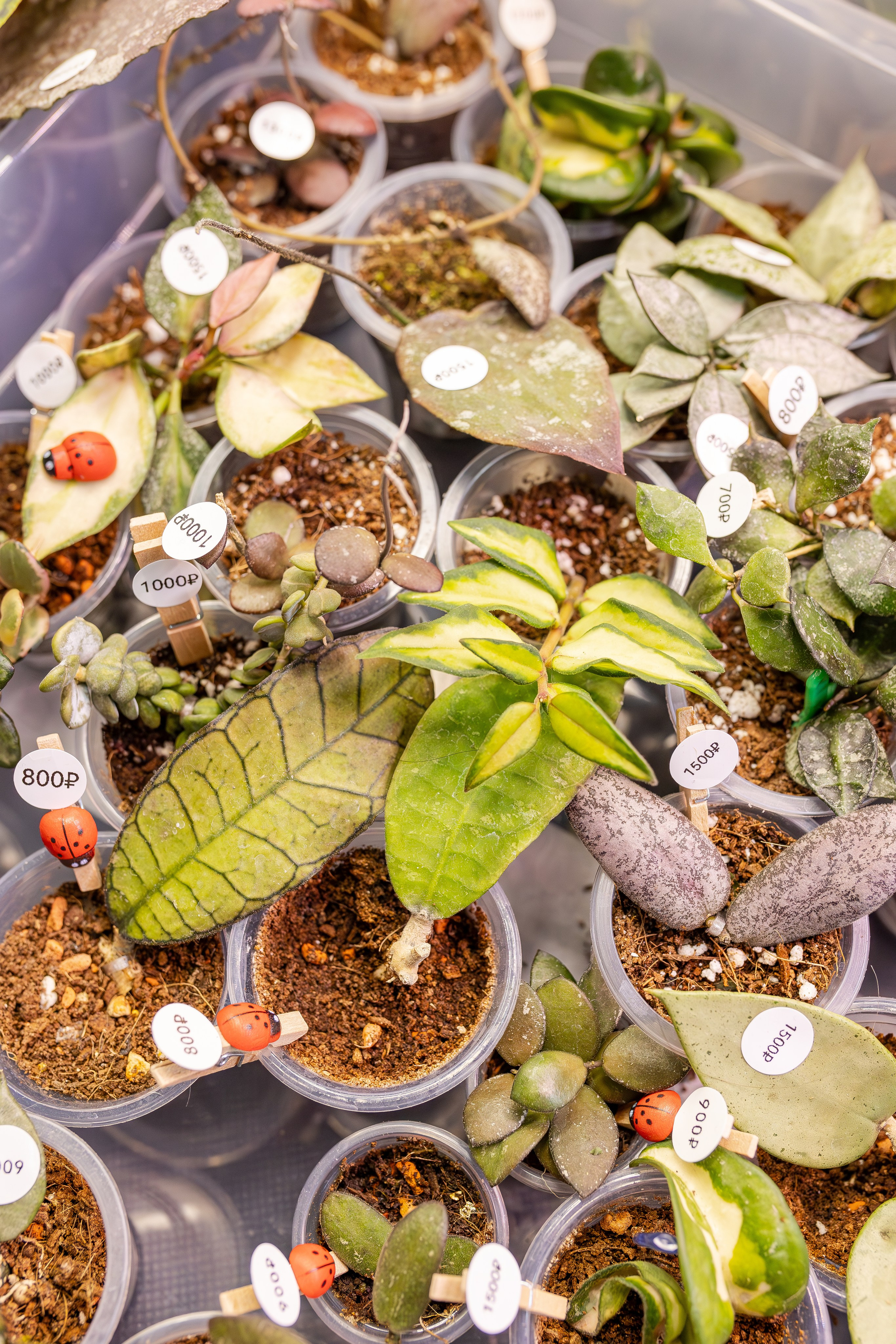 Монстериум апрель 2026. Александра Куликова фотограф, Москва