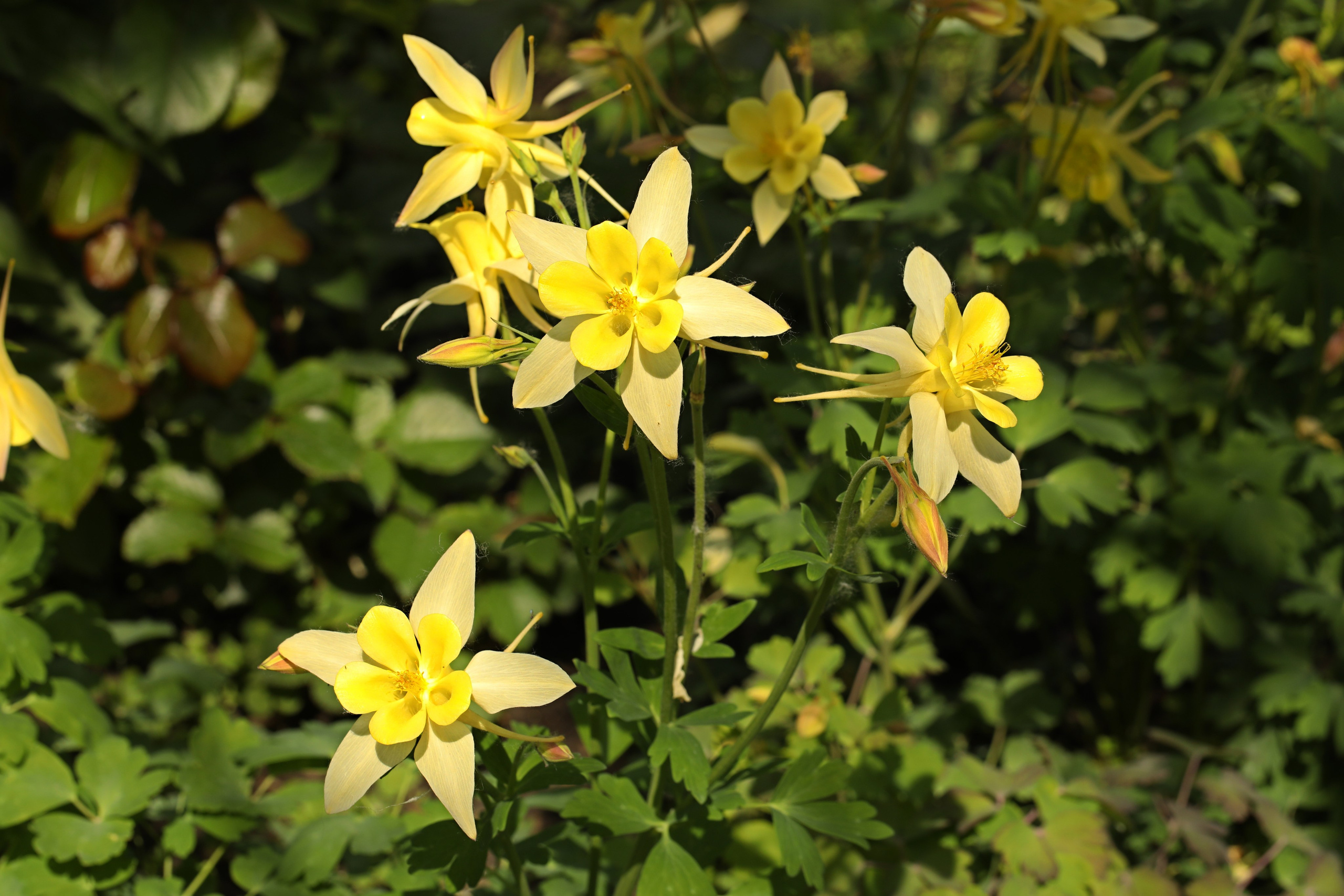 Цветы моего города. Фото-художник и Репортажный фотограф Николаев Александр Алексеевич