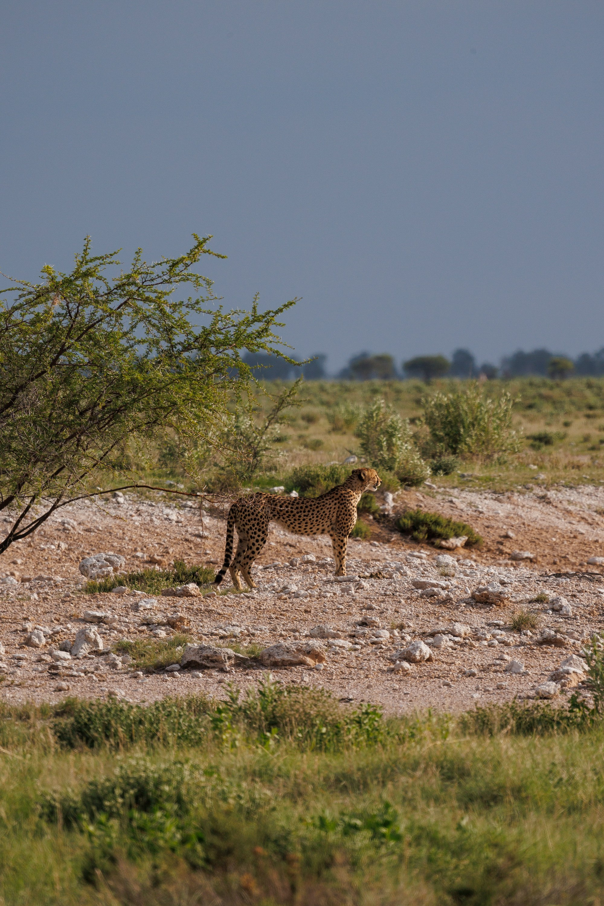 НАМИБИЯ. Роадтрип