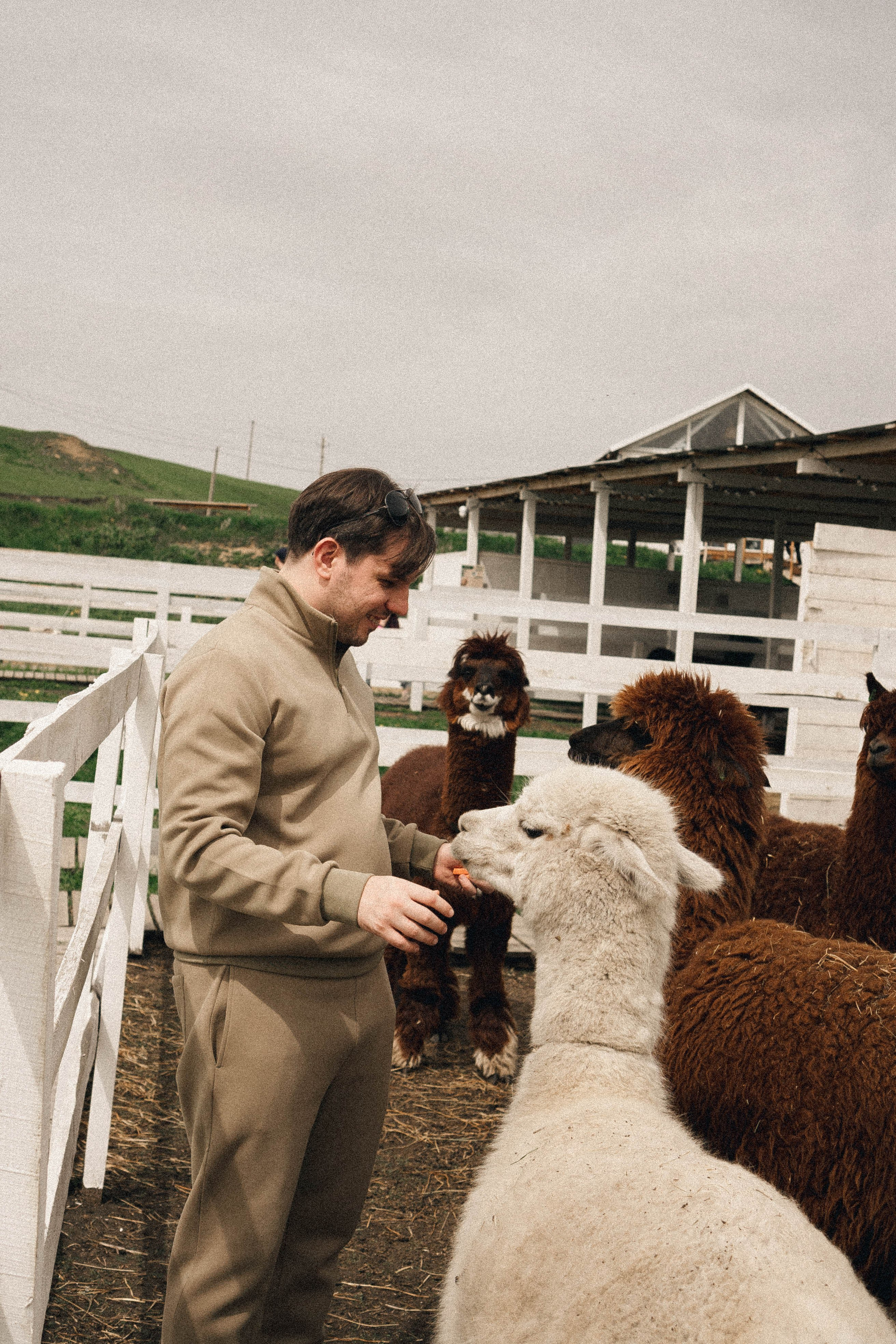 Ферма Альпак. Профессиональный фотограф, Санкт-Петербург — Виктория Богомолова