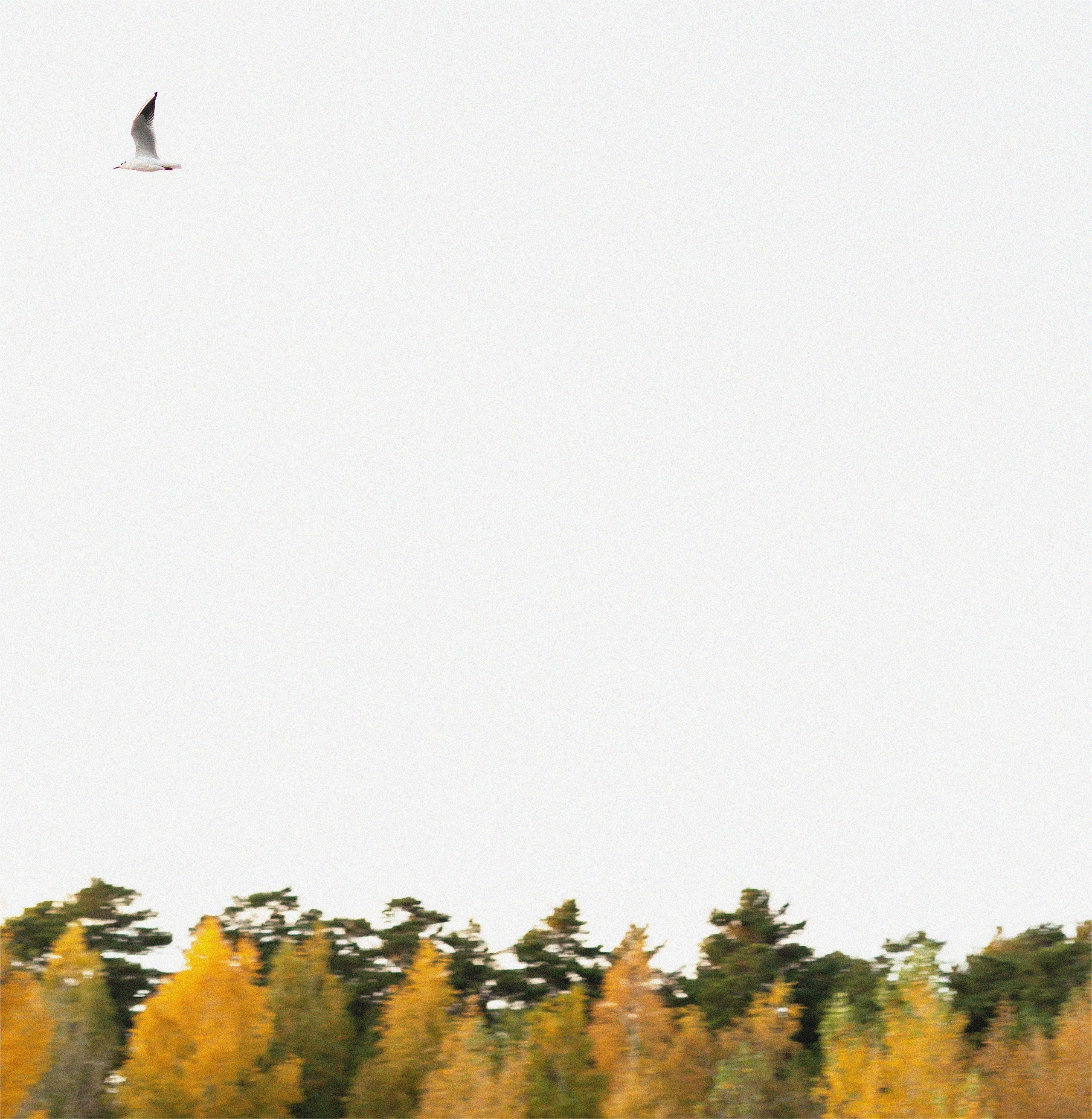 Фотосессия на природе Новосибирск Краснообск