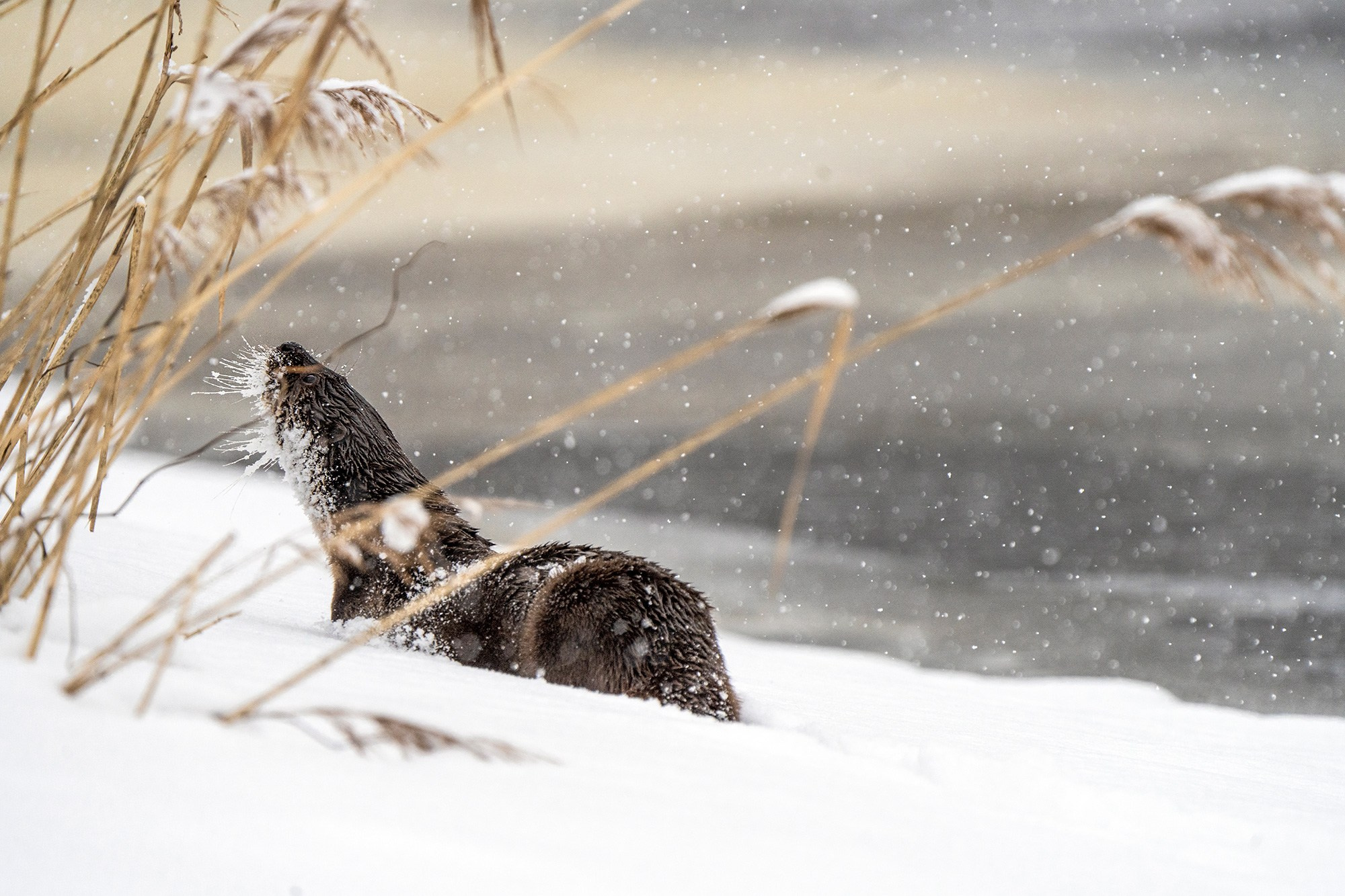 Зимой в Белоруссии. Фотограф Владимир Остапенко