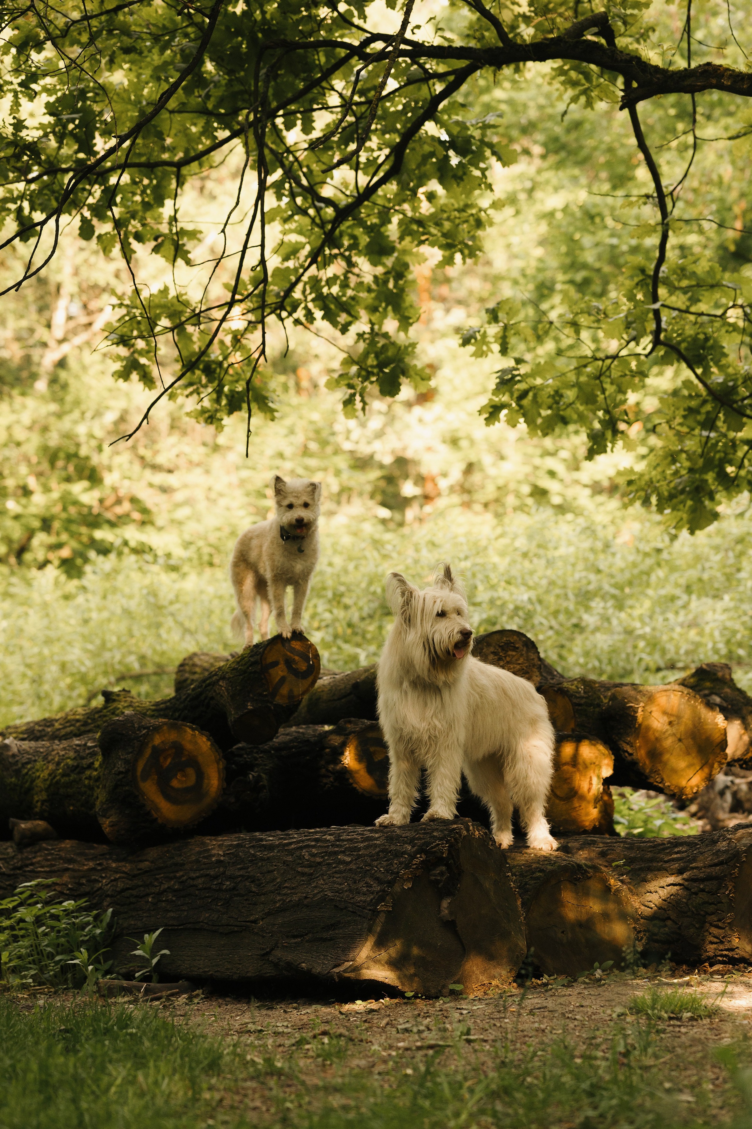 Акиро и Йоши. Фотограф- анималист Александра Матвеева