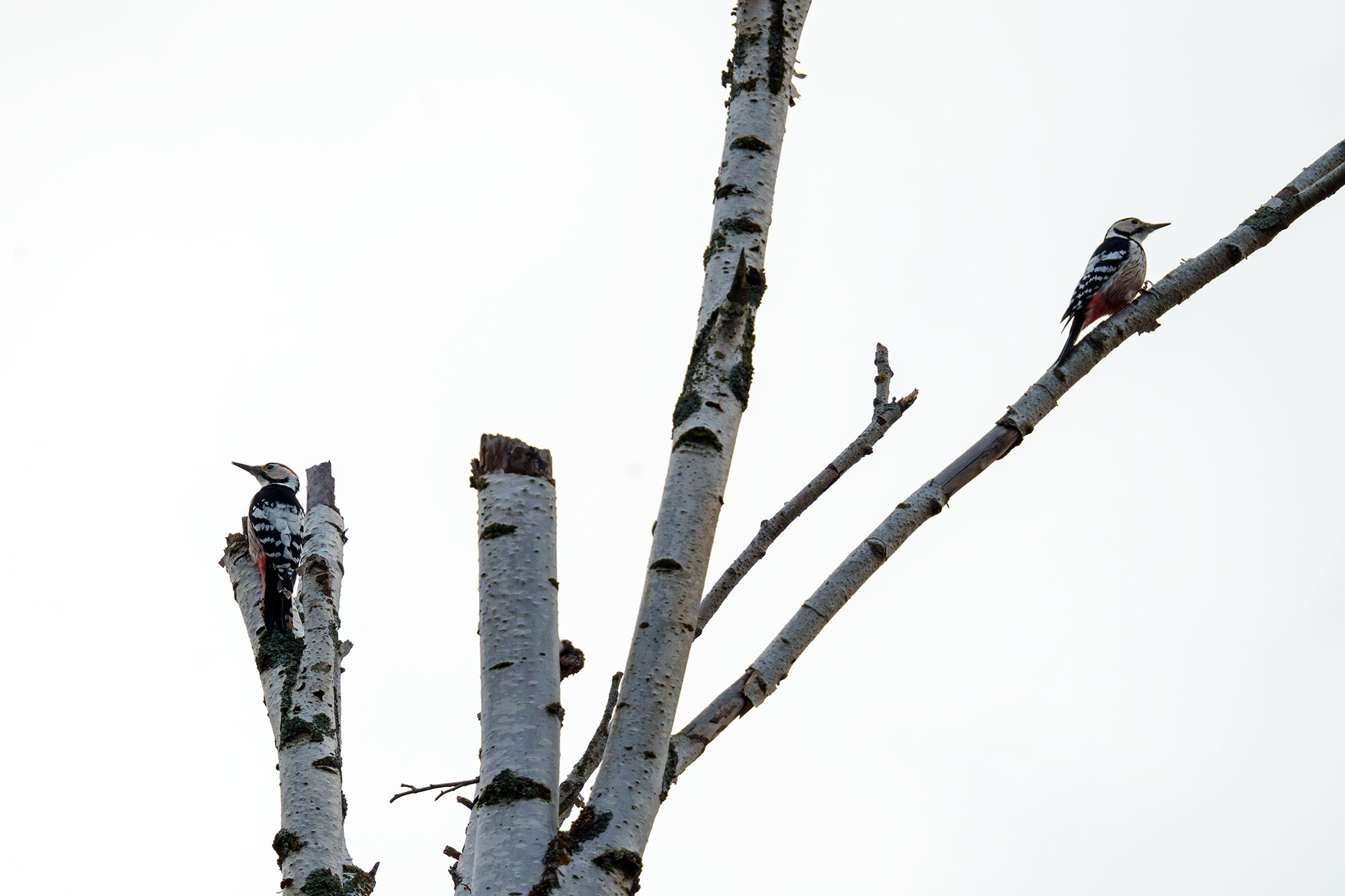 Удивительные мир птиц. Вокруг нас столько прекрасного — присмотритесь!. Ваш личный фотограф Марина Волкова
