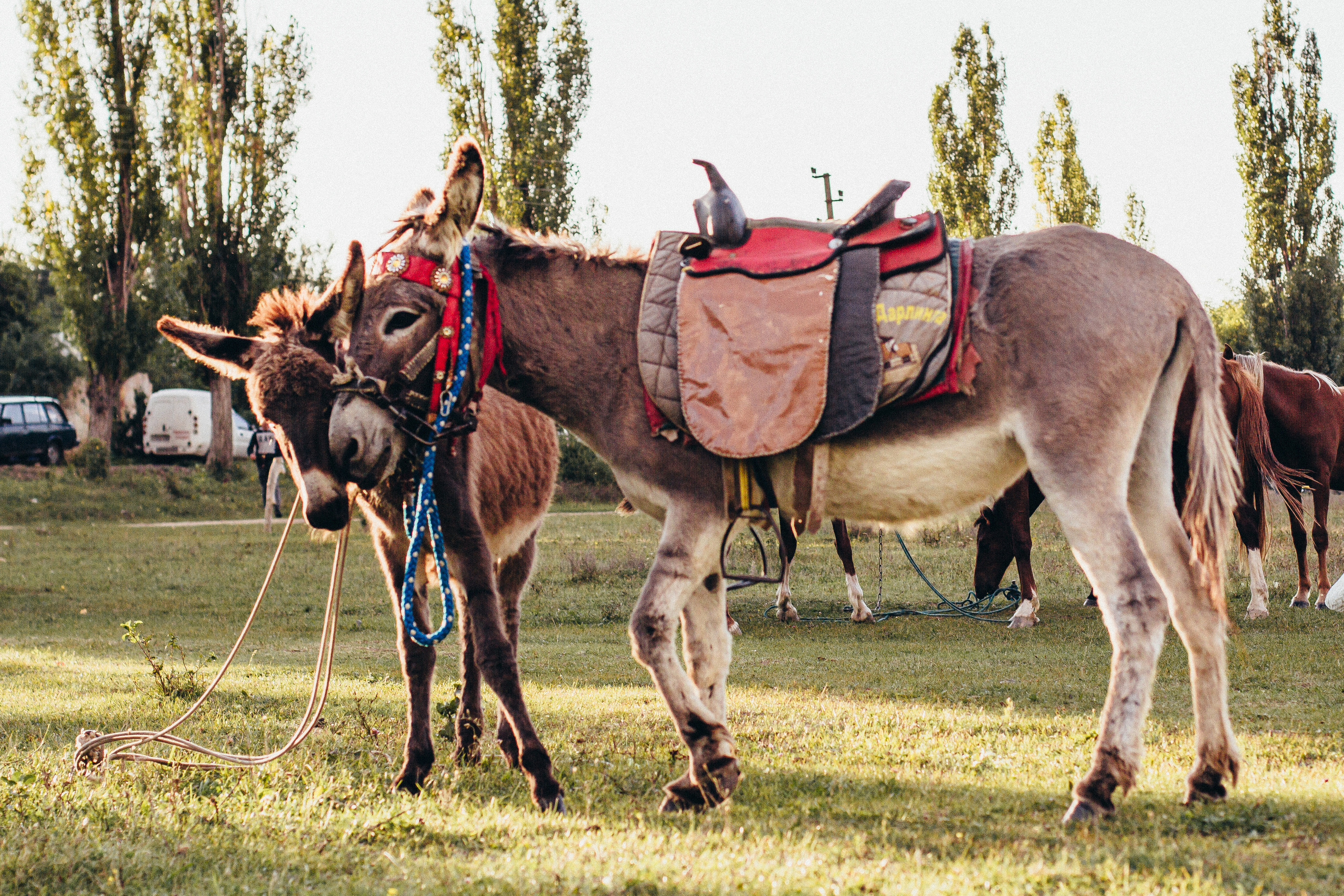 Бельбекская ярмарка. Фотограф Антон Катунин | Симферополь