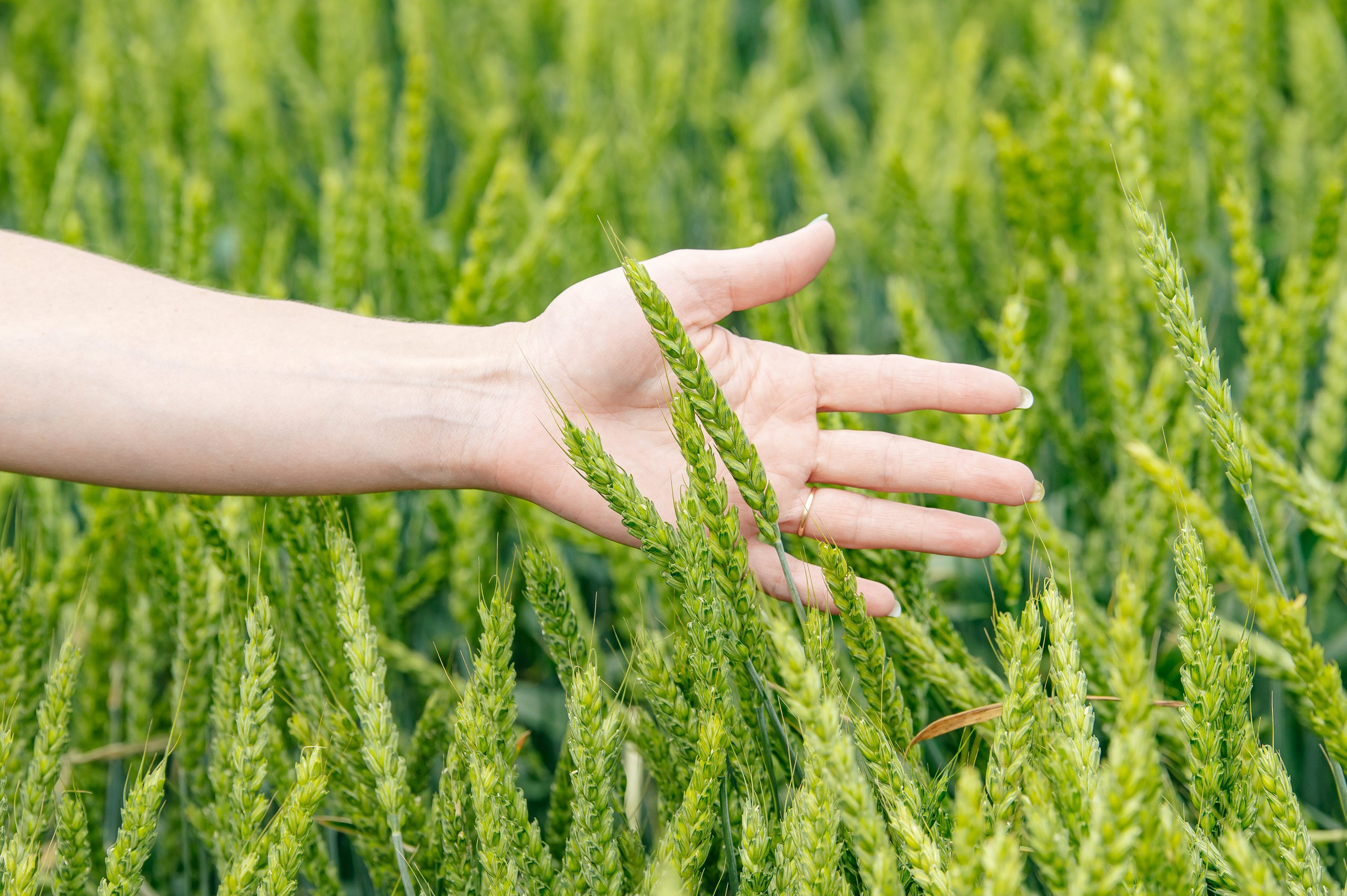 День поля. Главная