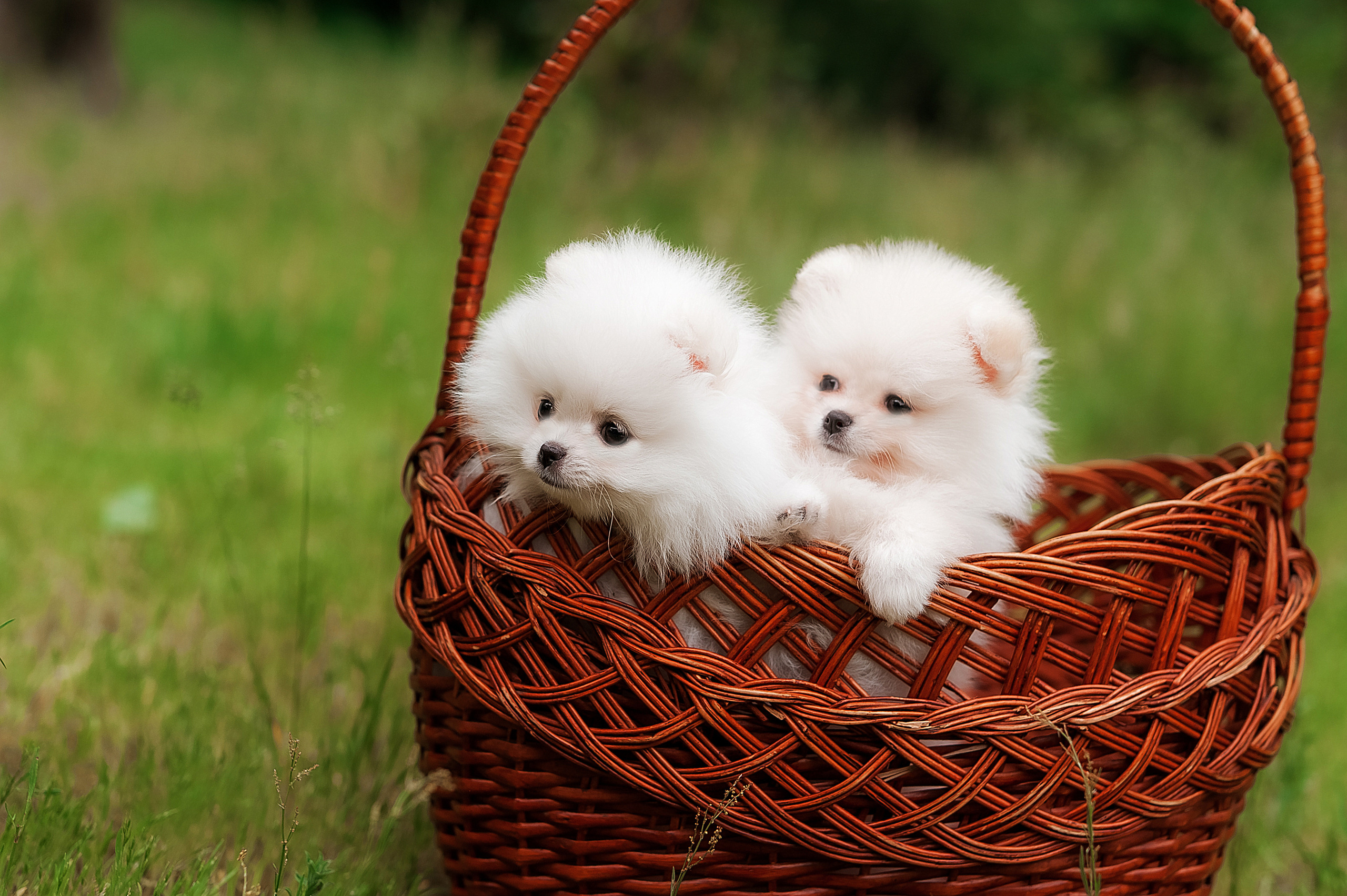 Проект с щеночками шпица. Семейный, детский фотограф в Воронеже Анна Никитина