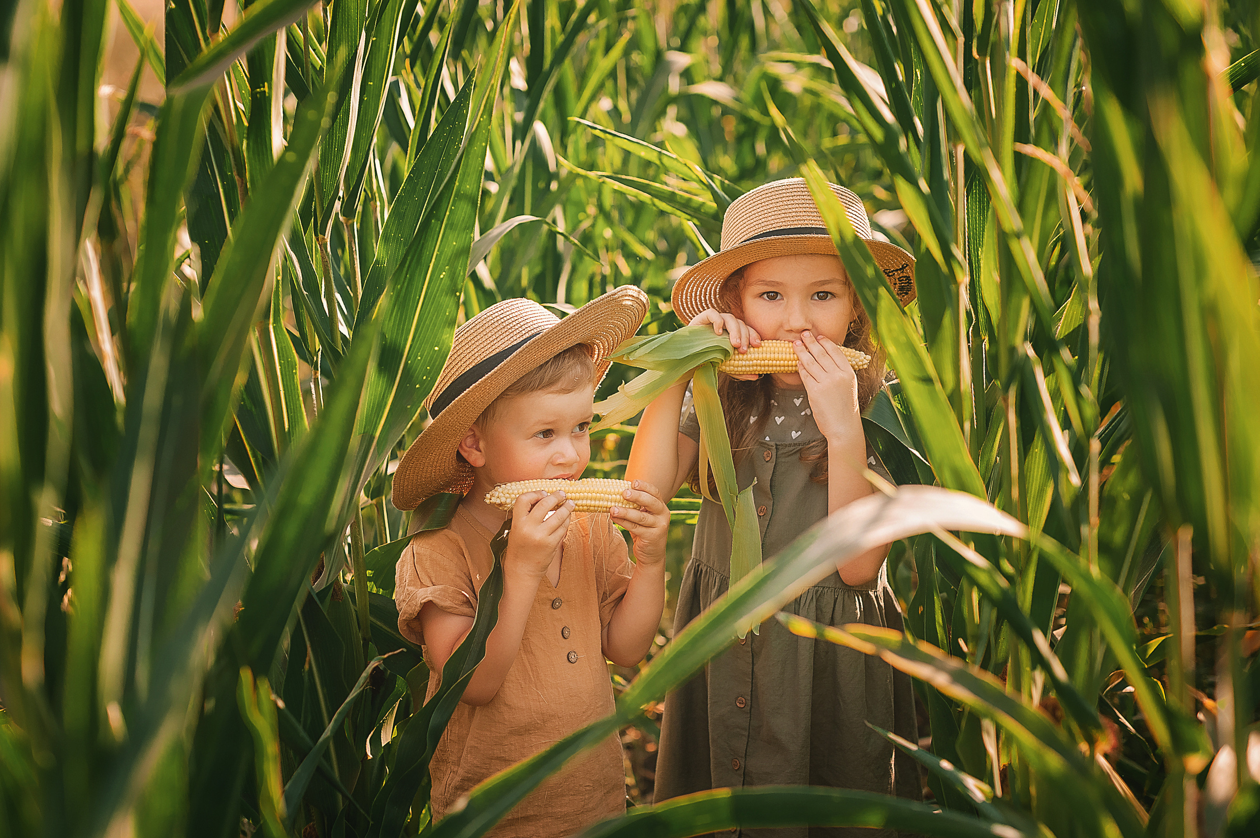 Фотосессия в кукурузе. Семейный, детский фотограф в Воронеже Анна Никитина