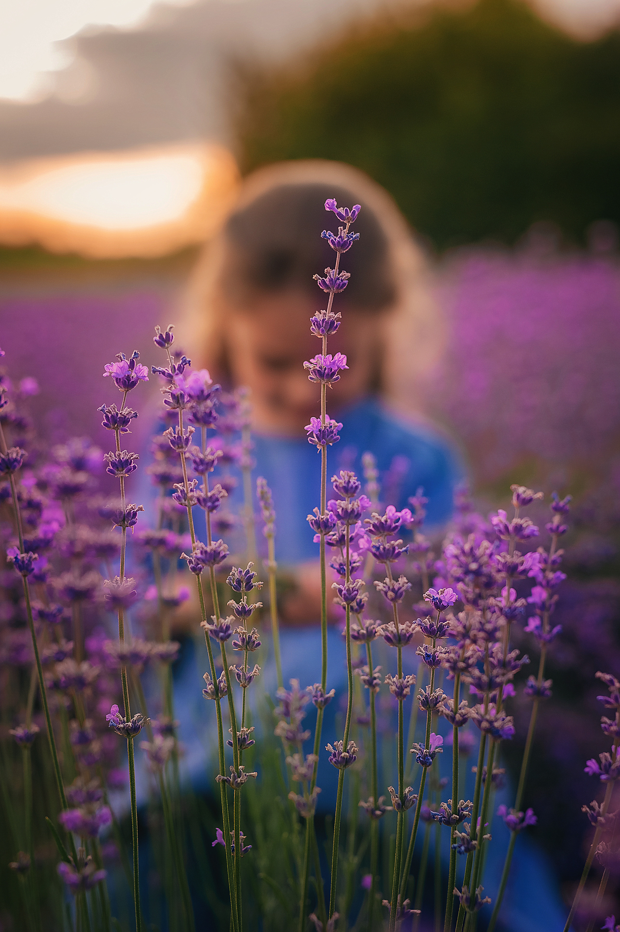Лаванда. Семейный, детский фотограф в Воронеже Анна Никитина