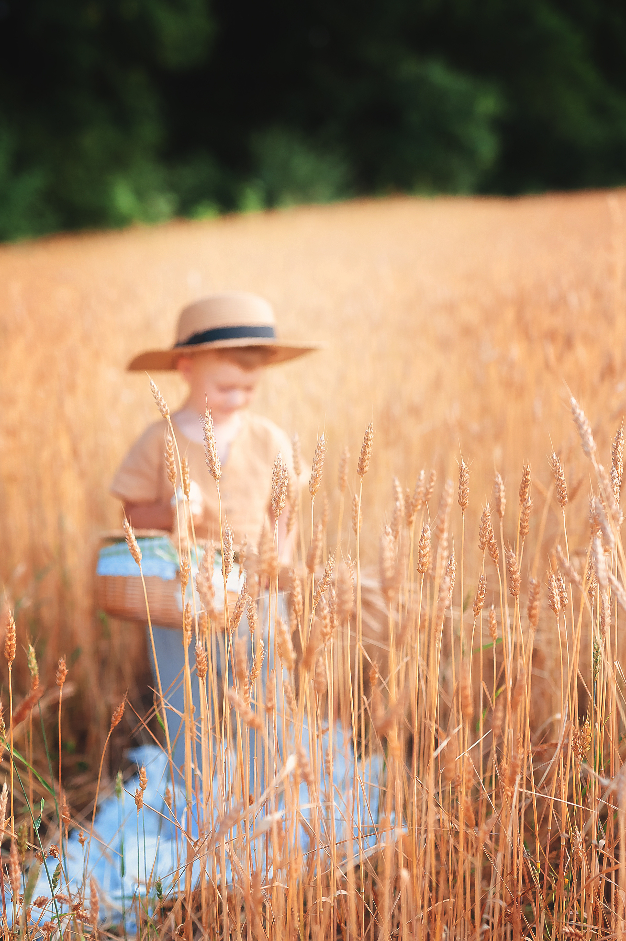 Фотосессии в пшенице. Семейный, детский фотограф в Воронеже Анна Никитина