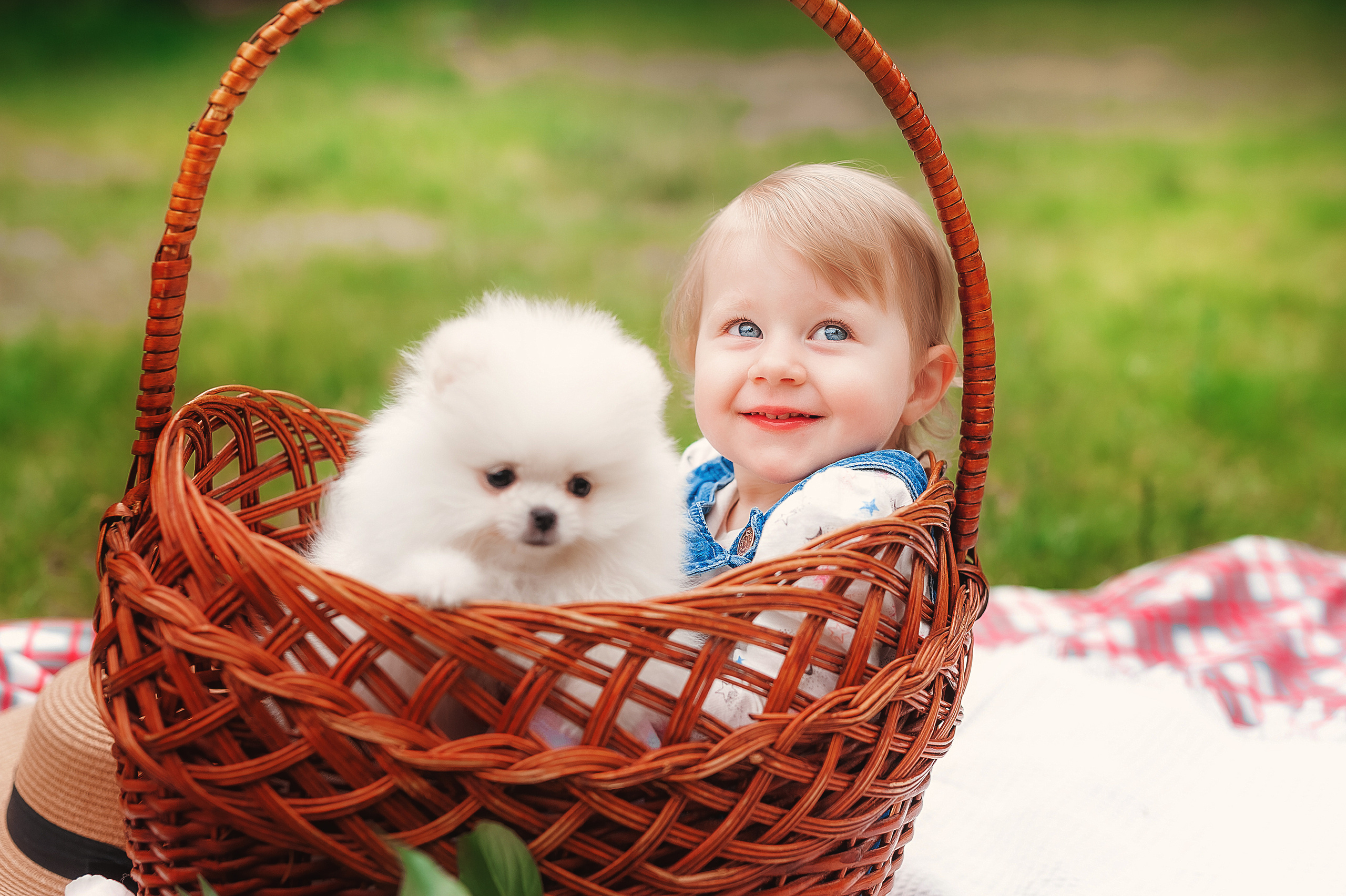 Проект с щеночками шпица. Семейный, детский фотограф в Воронеже Анна Никитина