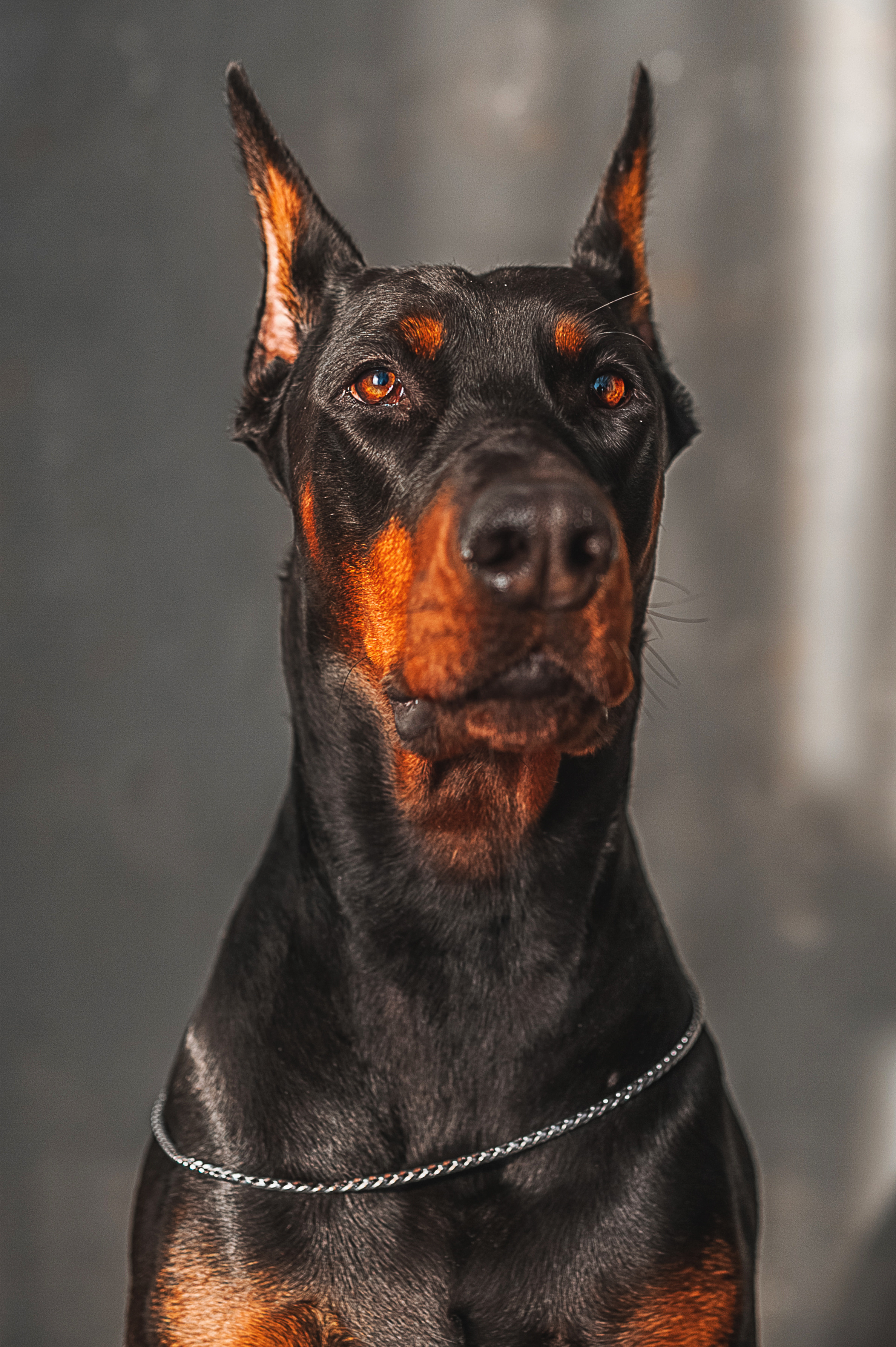 Фотопроект с доберманом. Семейный, детский фотограф в Воронеже Анна Никитина