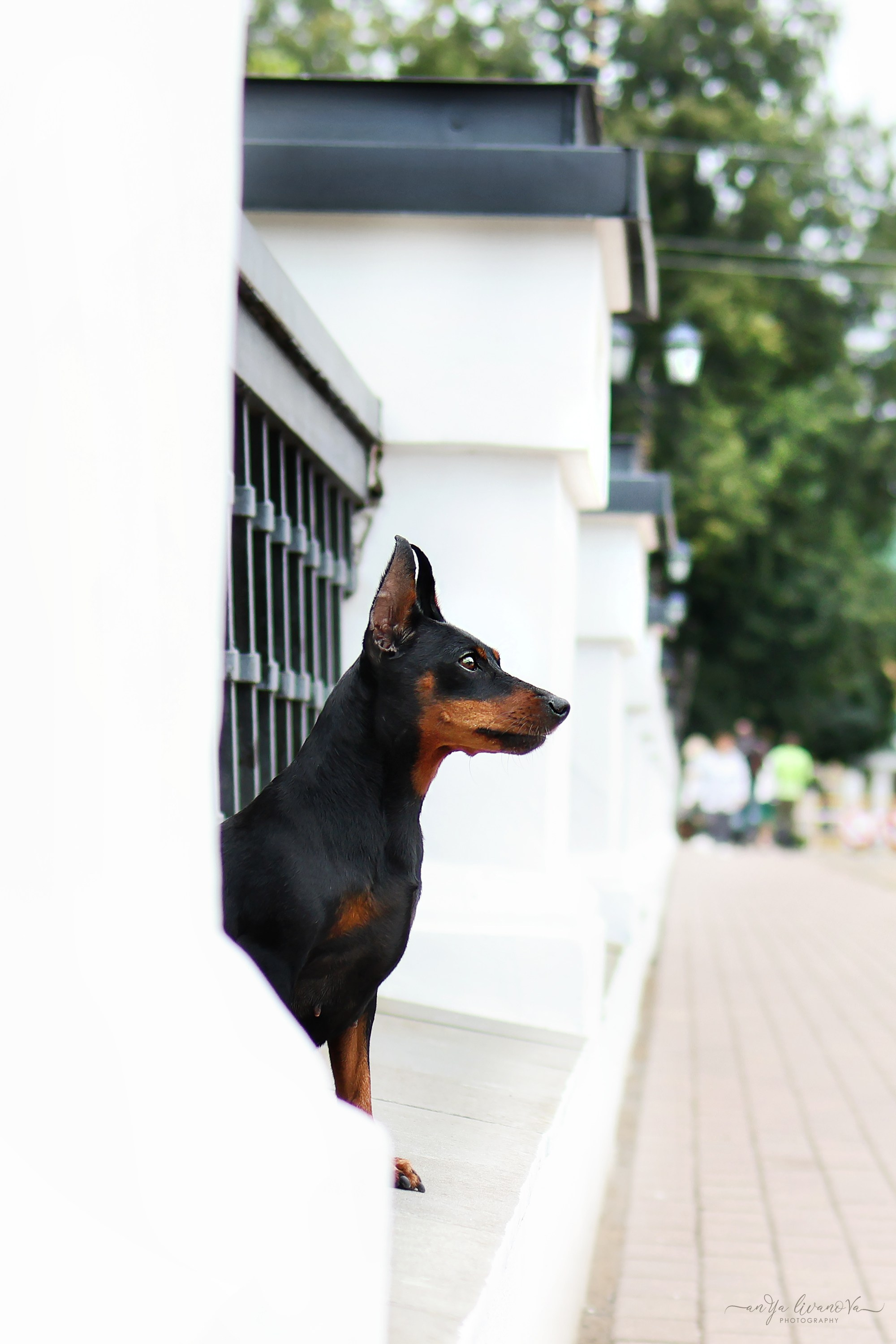 Ляля и Марфа. Фотограф анималист Аня Ливанова | Рыбинск