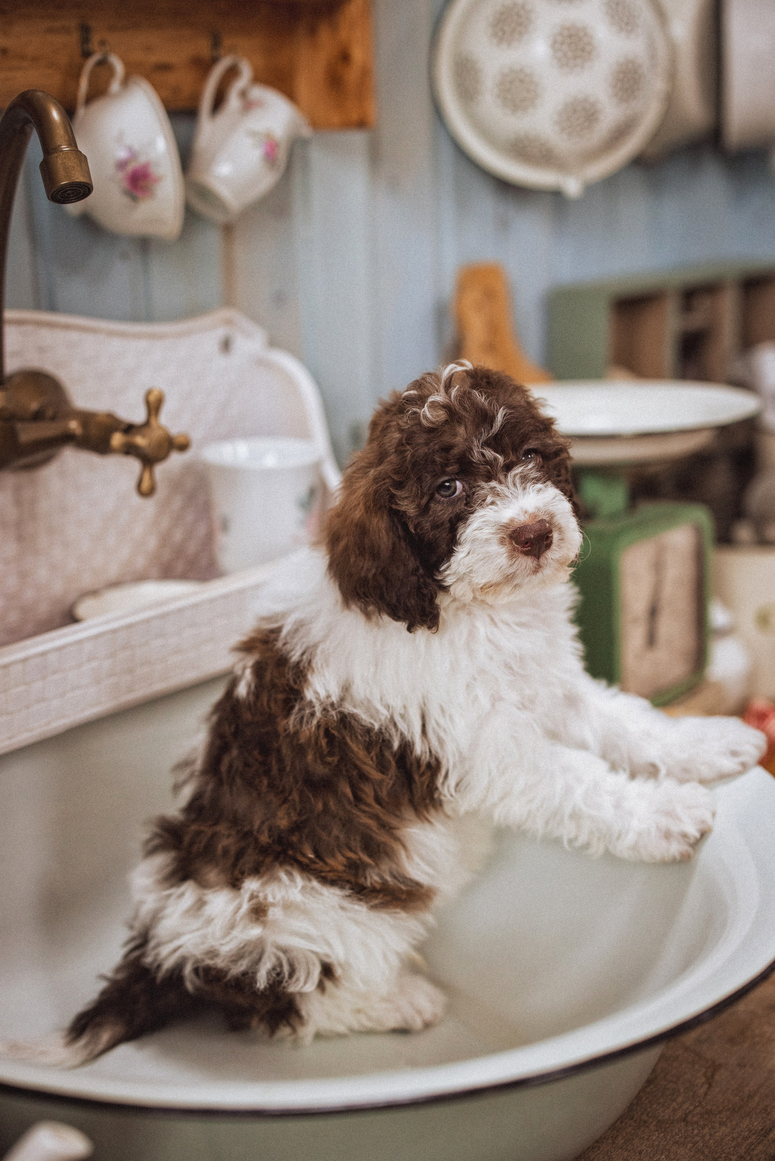 Фотосессия с щенками Лаго́тто-романьо́ло, в Винтажной фотостудии город Краснодар. Семейный и детский фотограф в Краснодаре Анна Трашкова