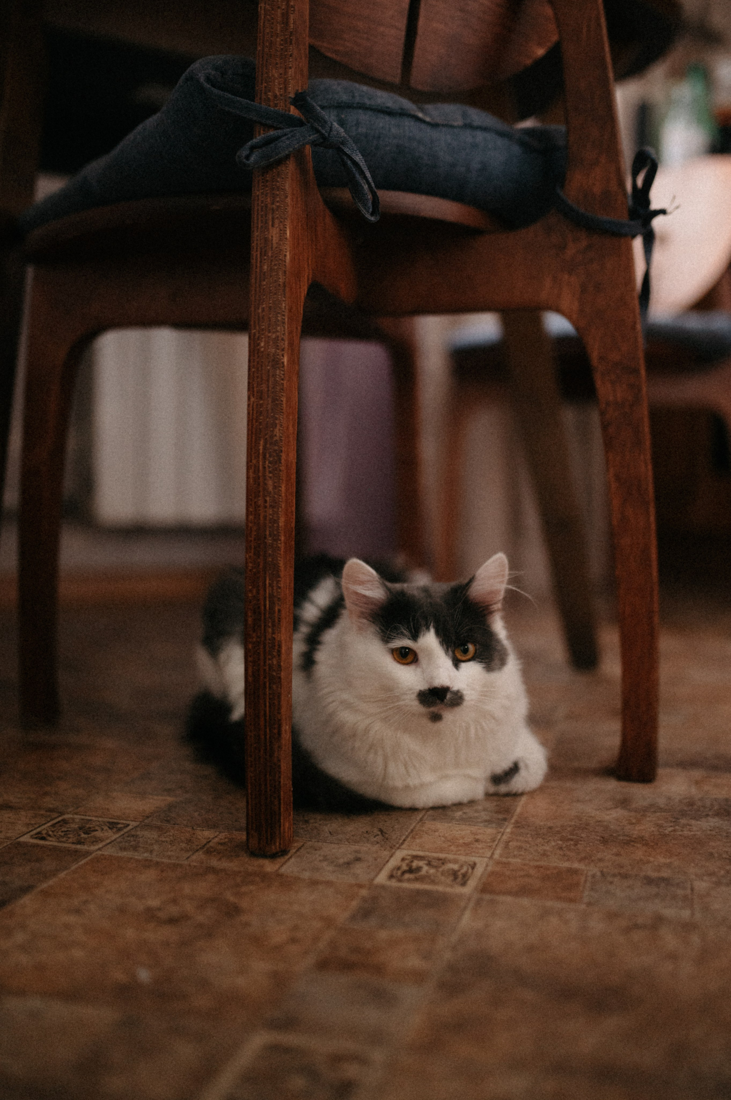 Оля и её меховая банда. Фотограф анималист в Москве Ольга Агушева