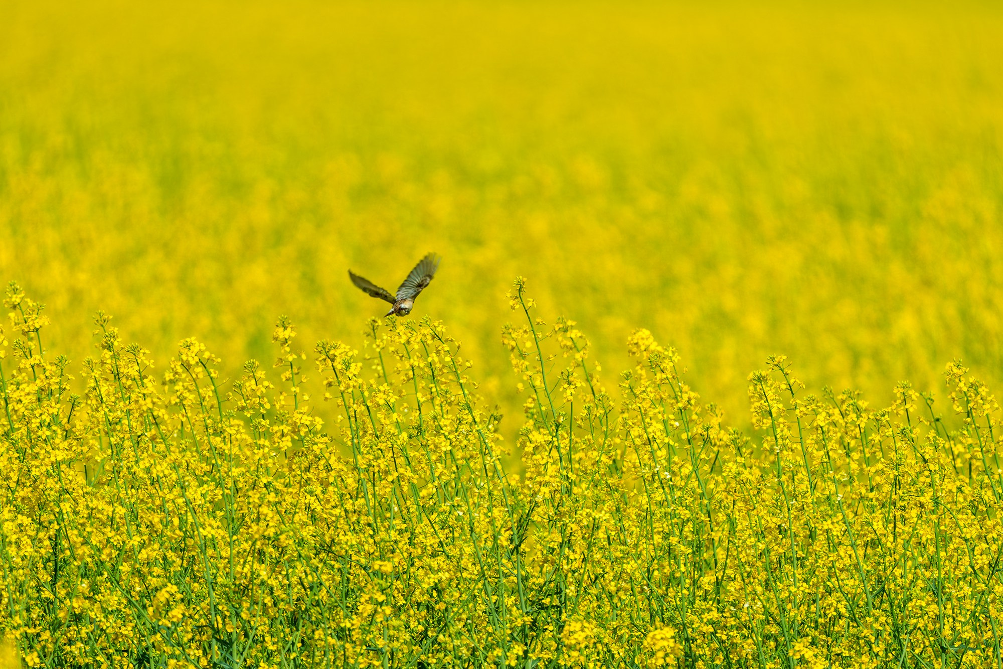Удивительные мир птиц. Вокруг нас столько прекрасного — присмотритесь!. Ваш личный фотограф Марина Волкова
