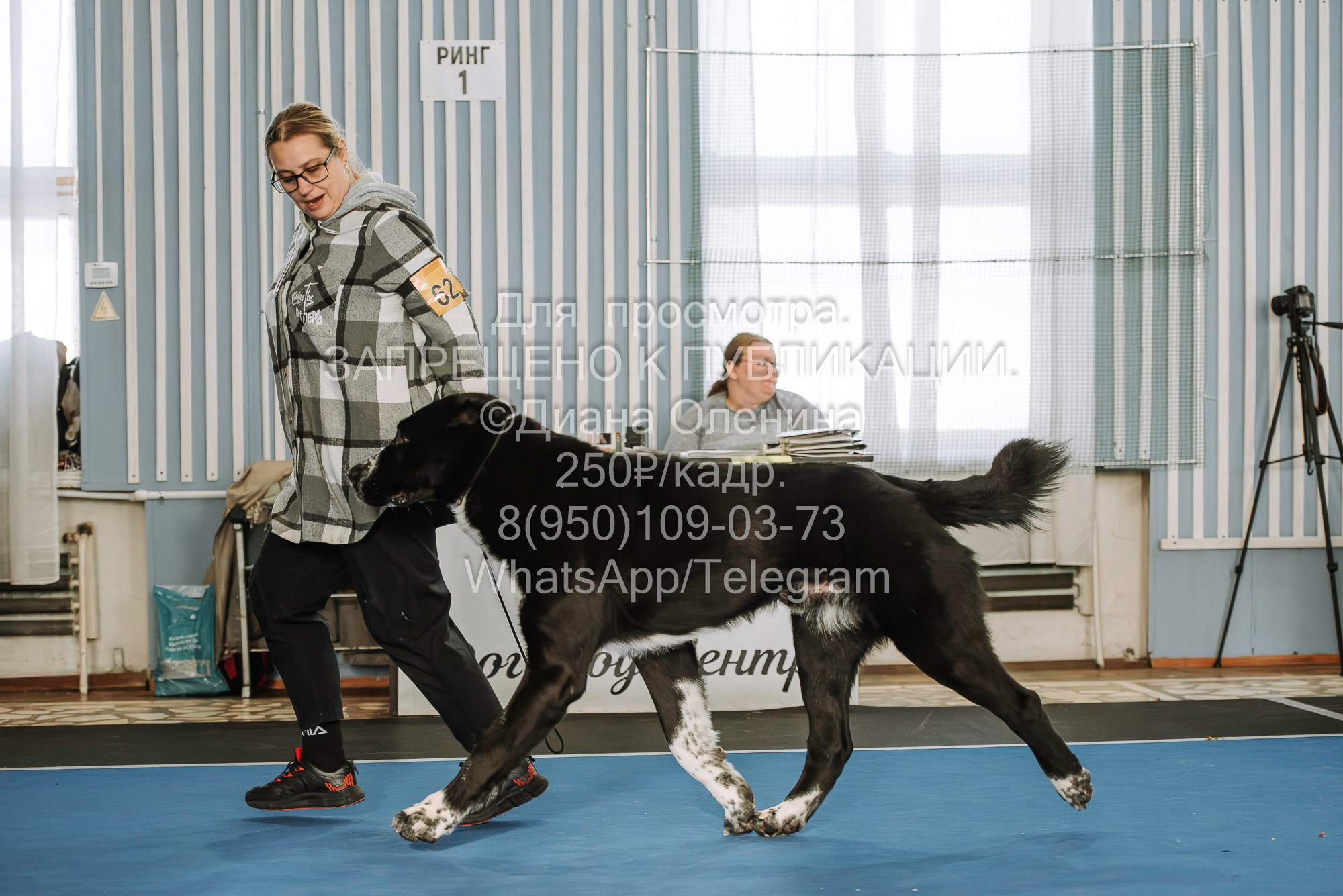 Выставка собак Красноярск 29.10.2023. Фотограф Диана Оленина Красноярск / Братск