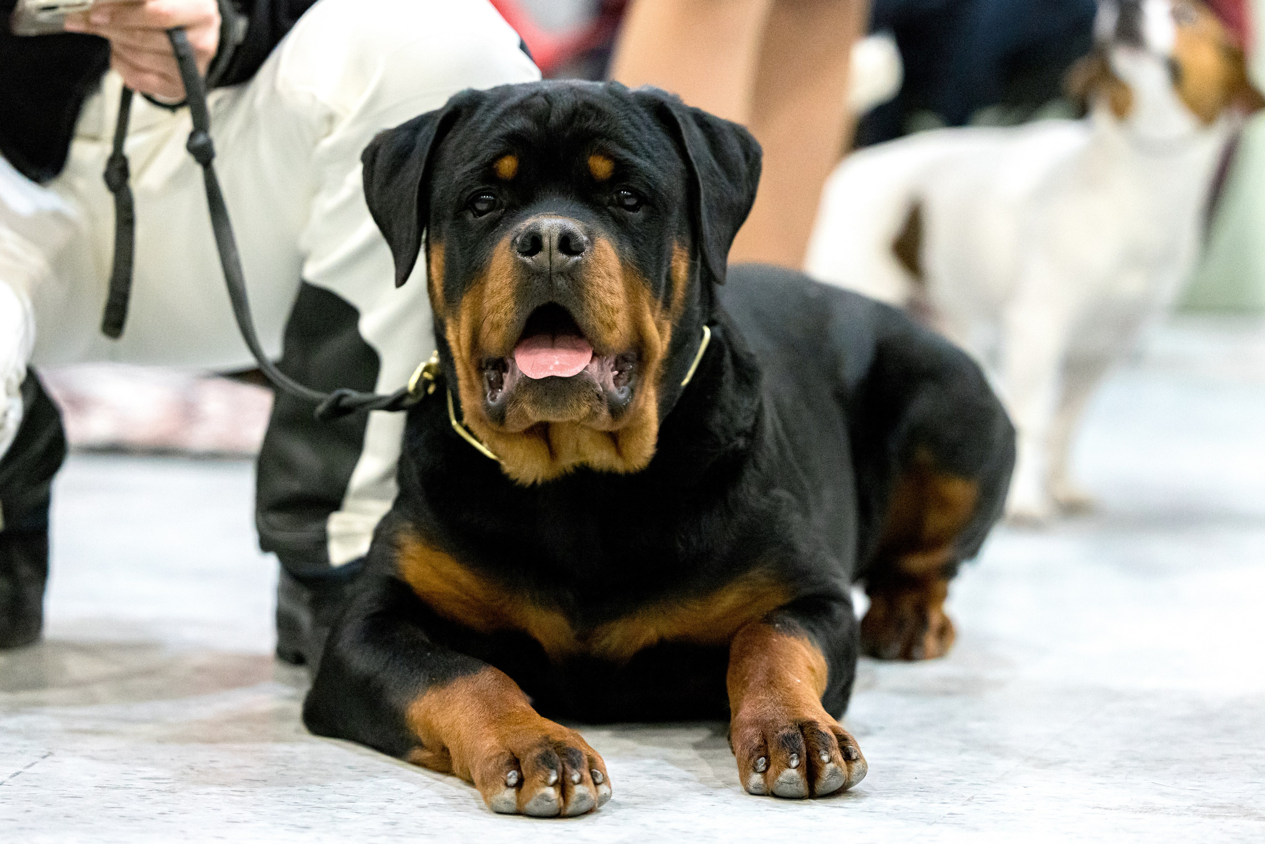 Крокус 3,9 и 10.12.2023. Фотограф-анималист Юлия Германика