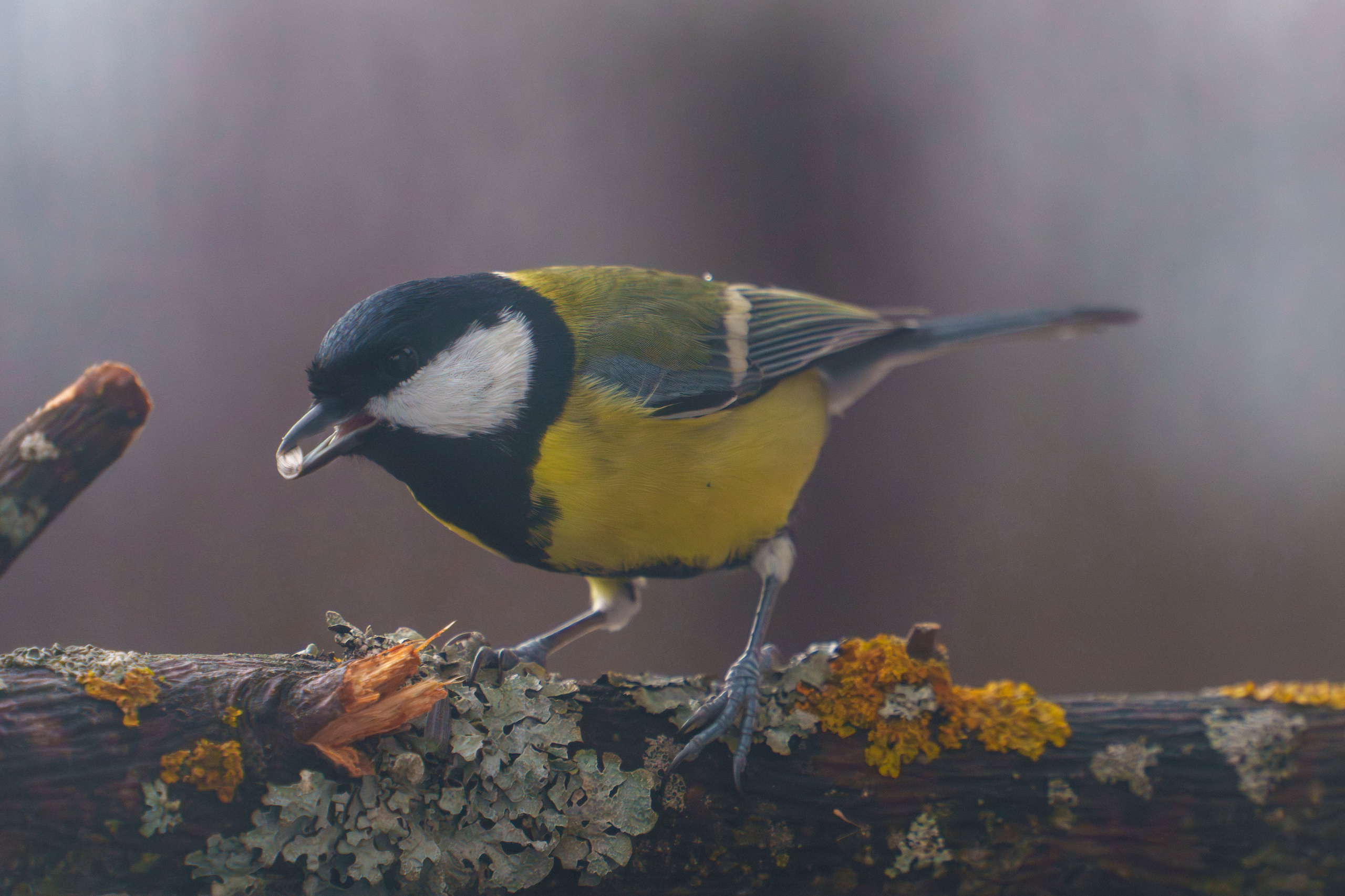 Animals — Животные