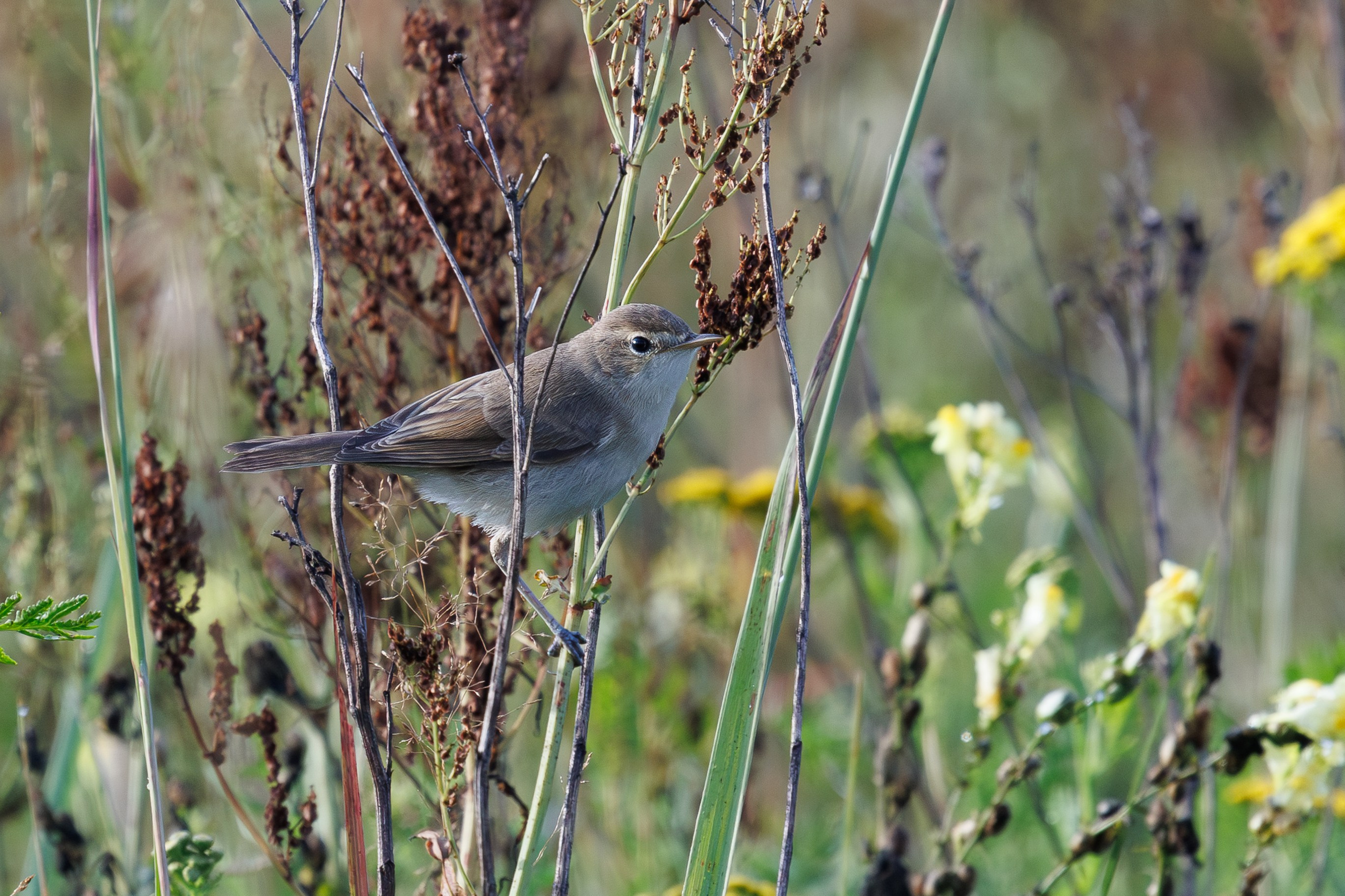 Птицы Москворецкого пойменного заказника. Птицы парков г. Люберцы