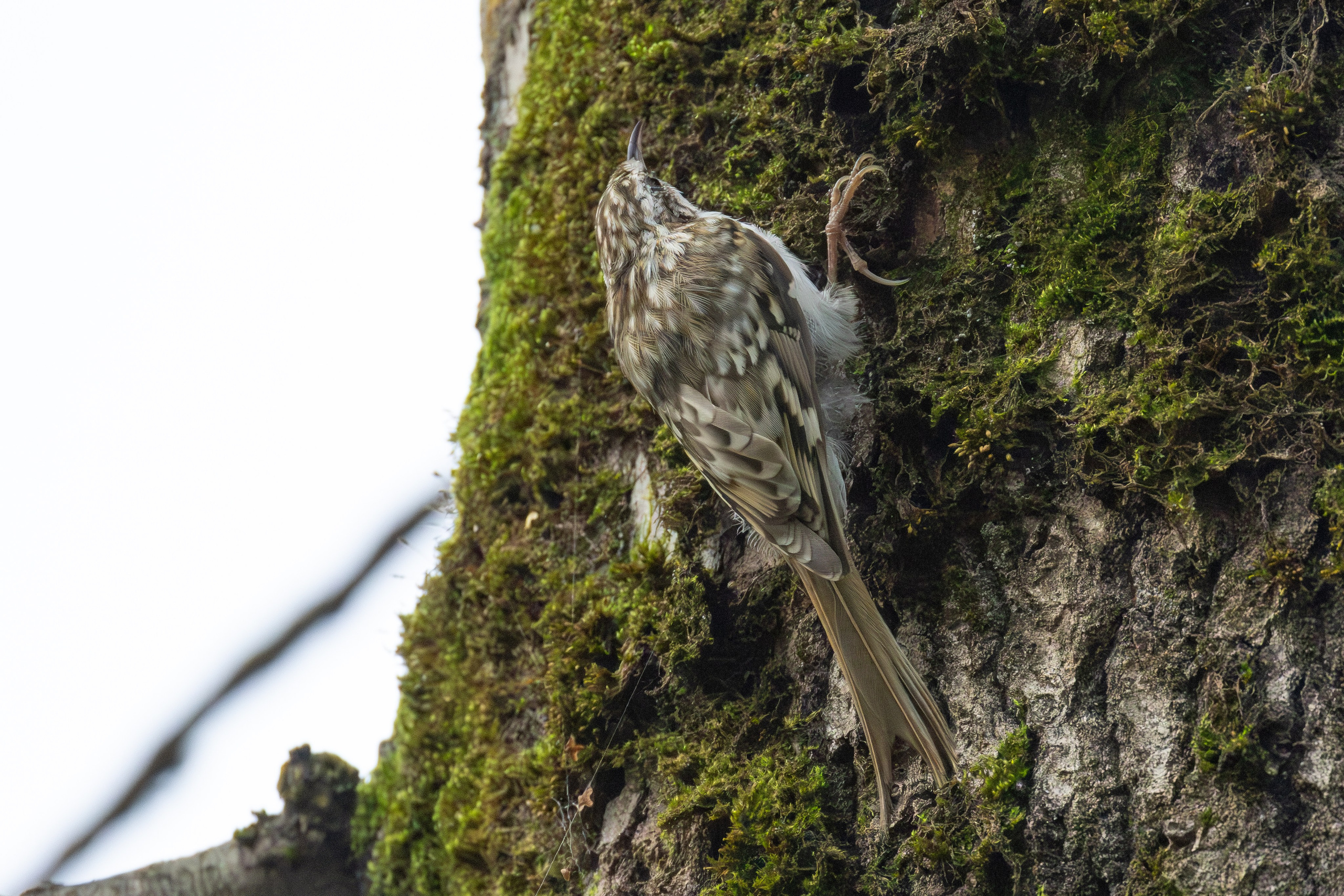 Птицы СНТ «Подлесье». Птицы парков г. Люберцы