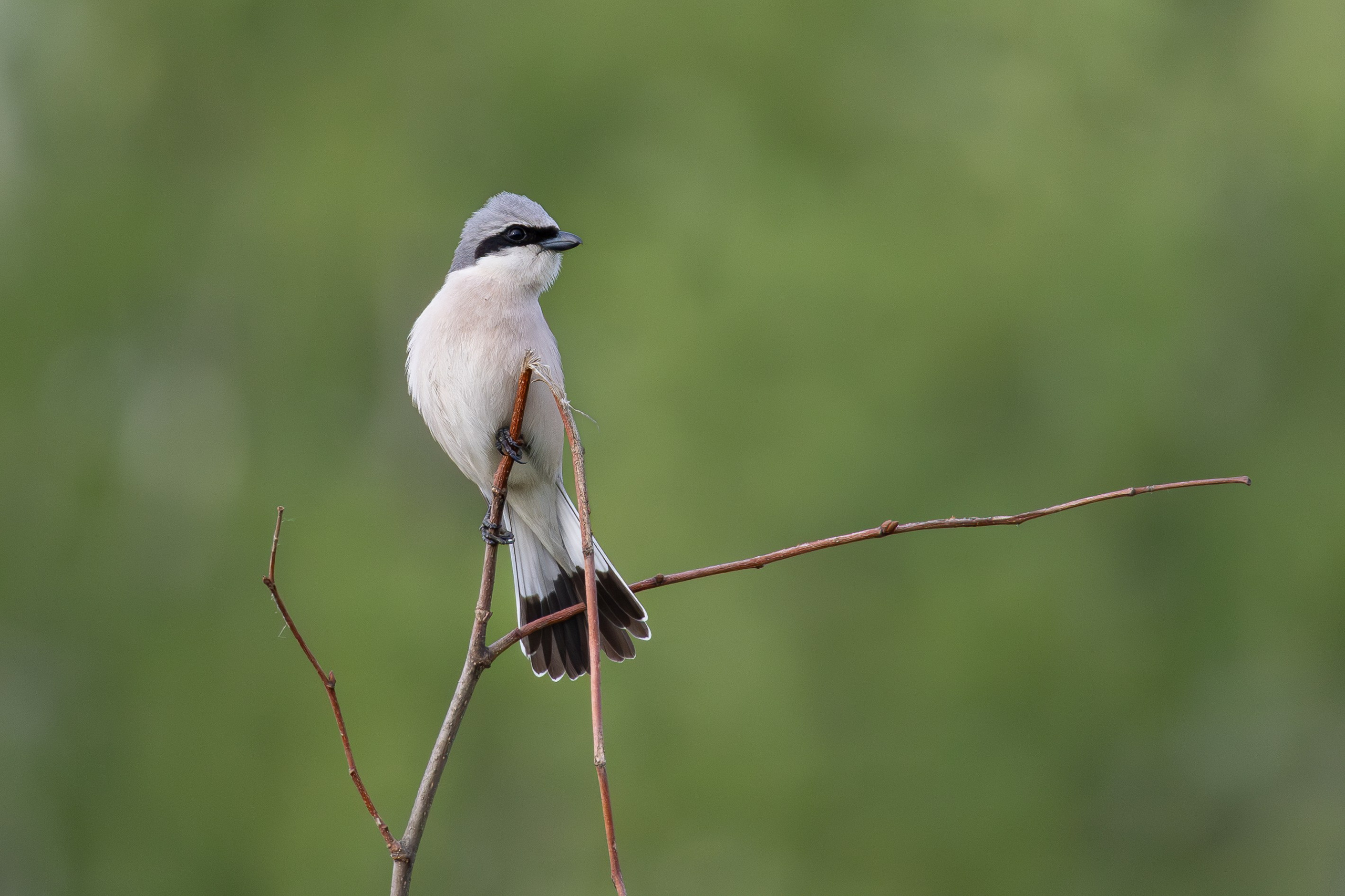 Птицы СНТ «Подлесье». Птицы парков г. Люберцы