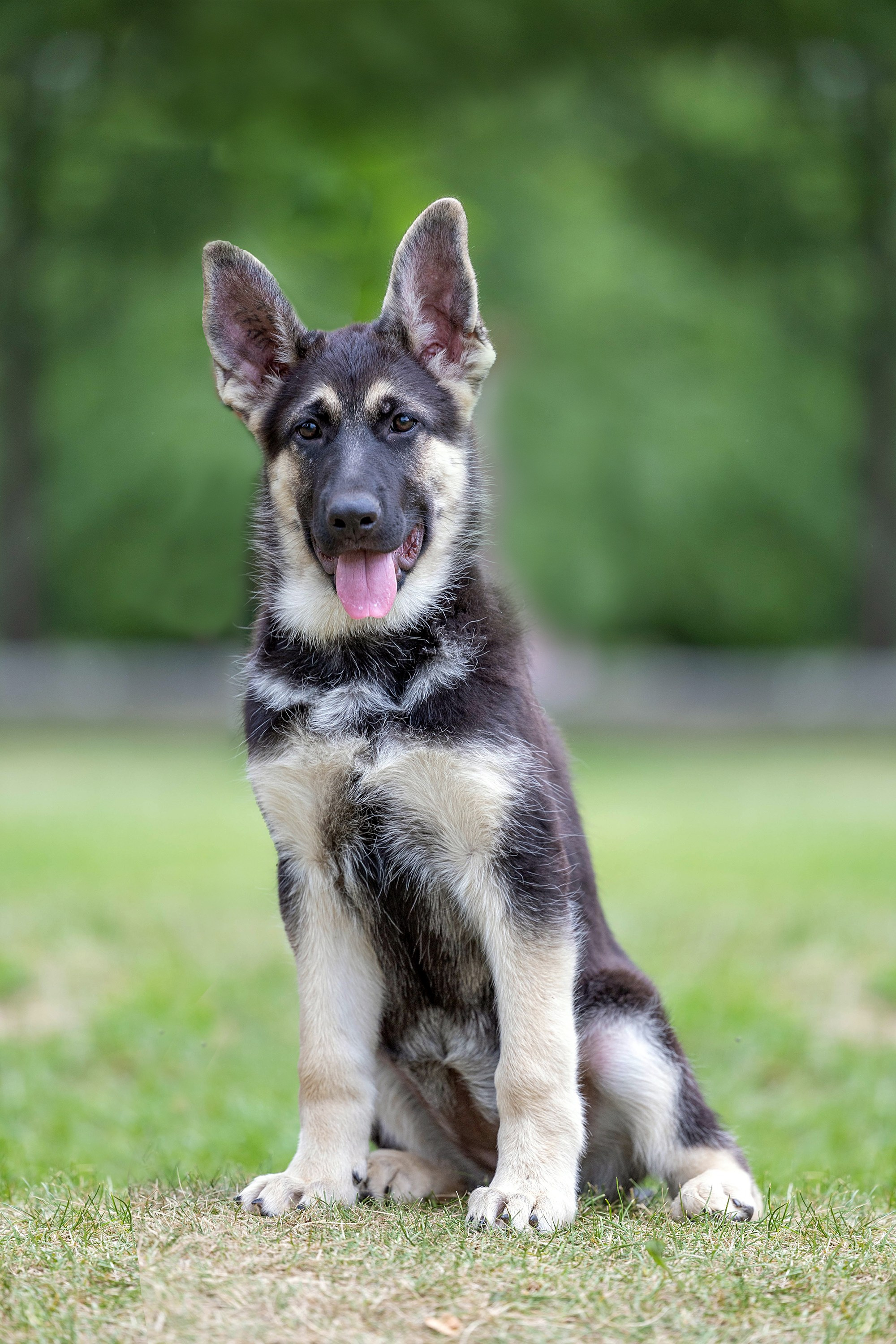 Заринговая съёмка на выставках собак. Фотограф-анималист в Омске Екатерина Маричева