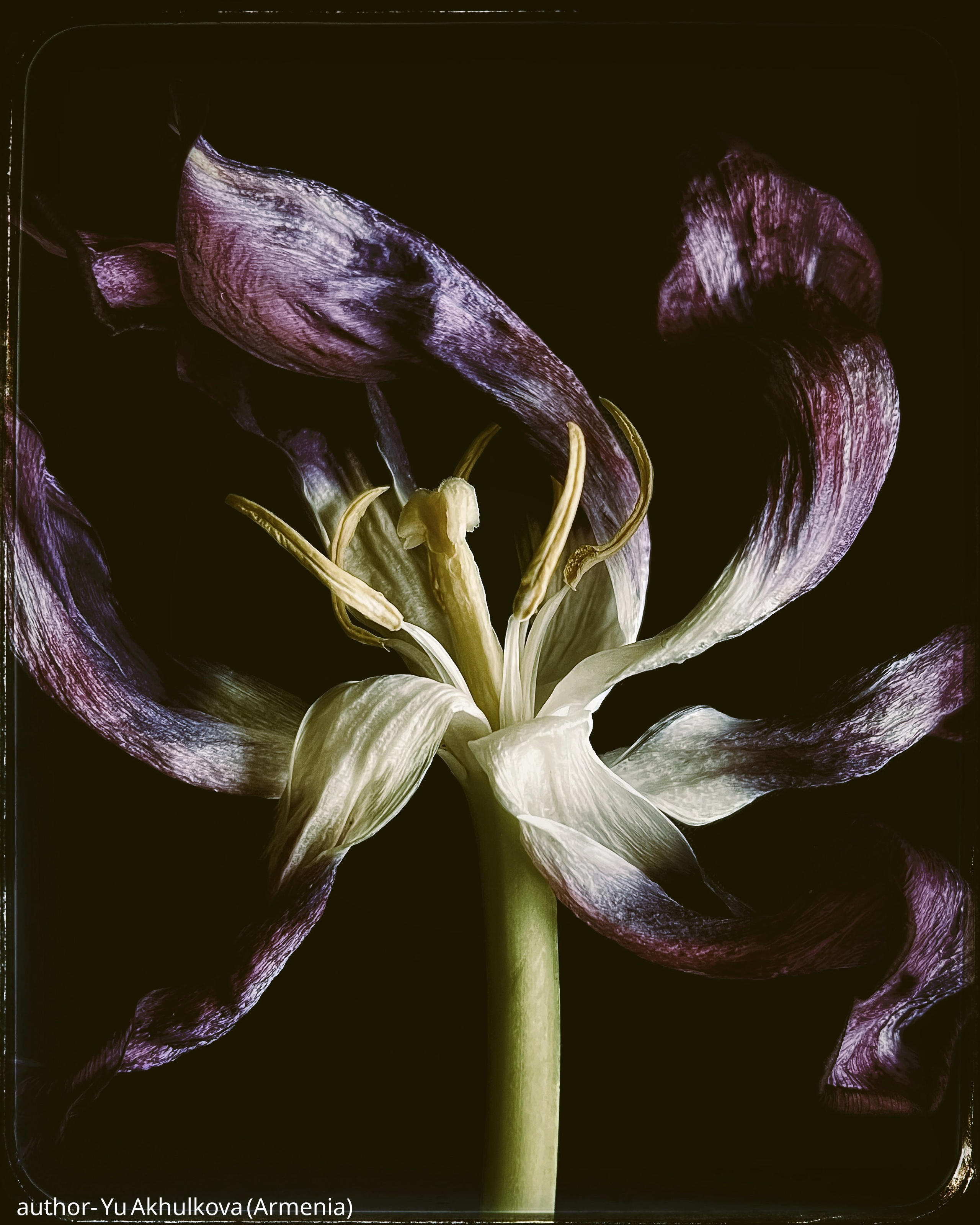 Gallery. UNUSUAL TALENT magazine