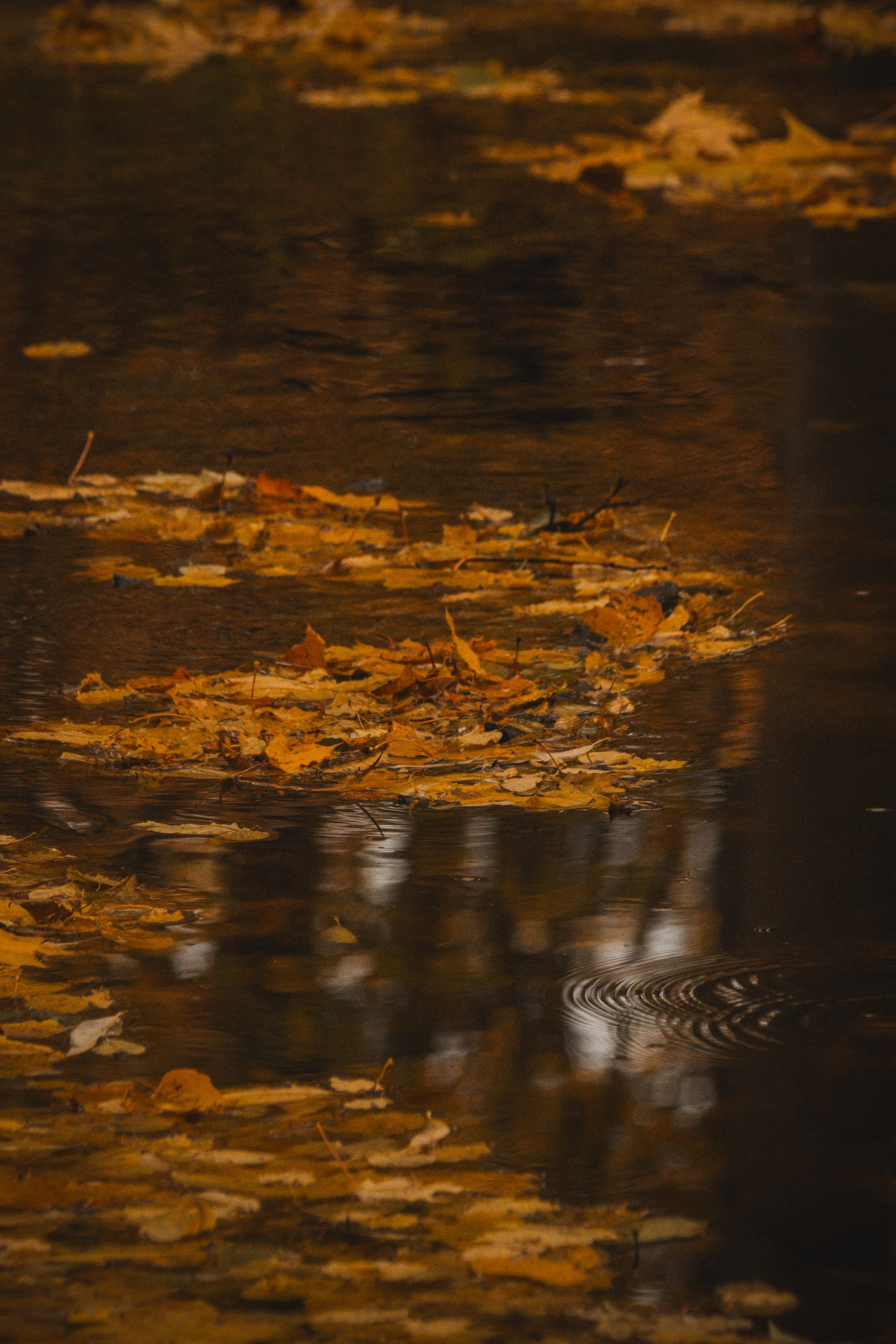 Ж Е Л Т Ы Й. — Digital Noise —