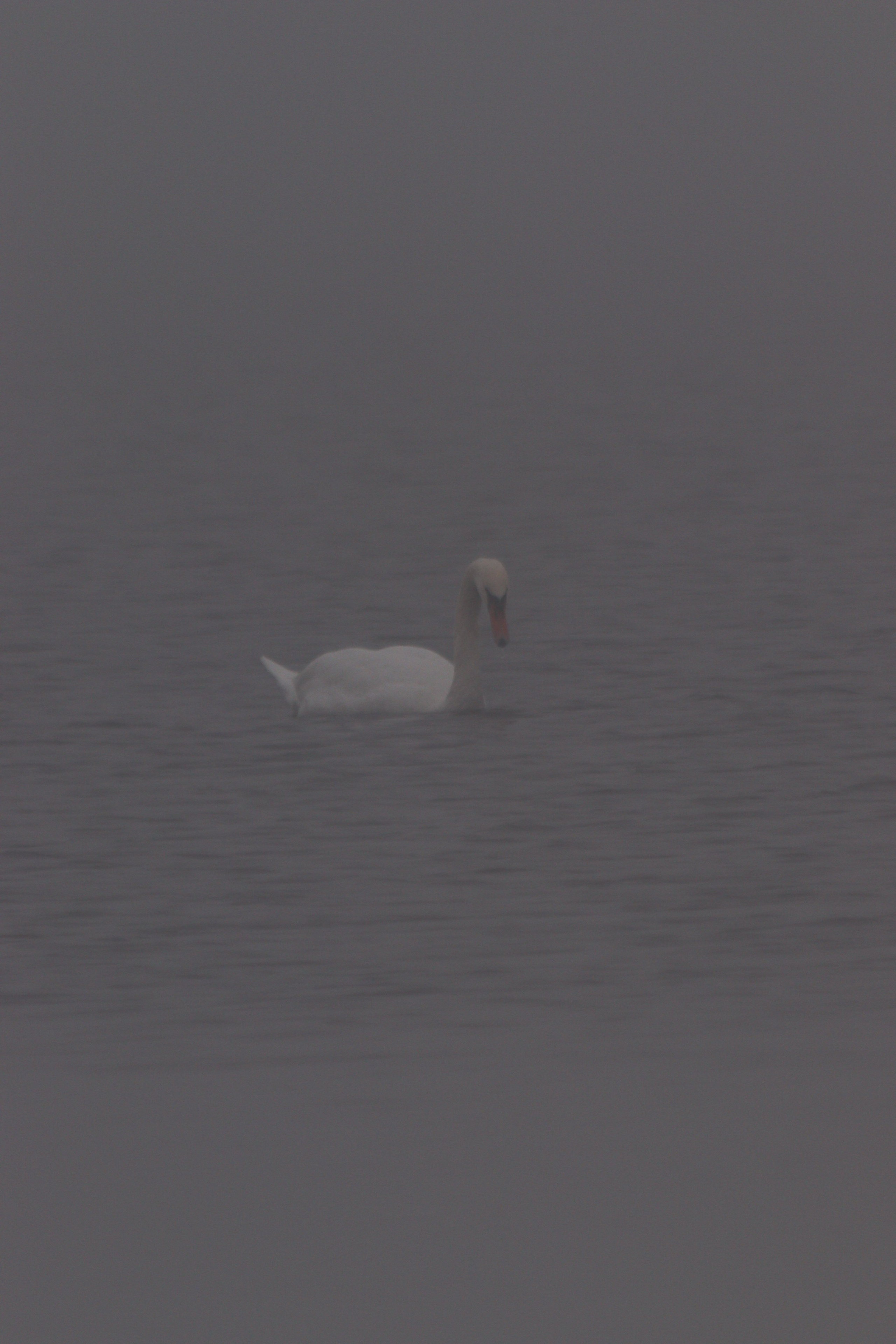 Т У М А Н. — Digital Noise —