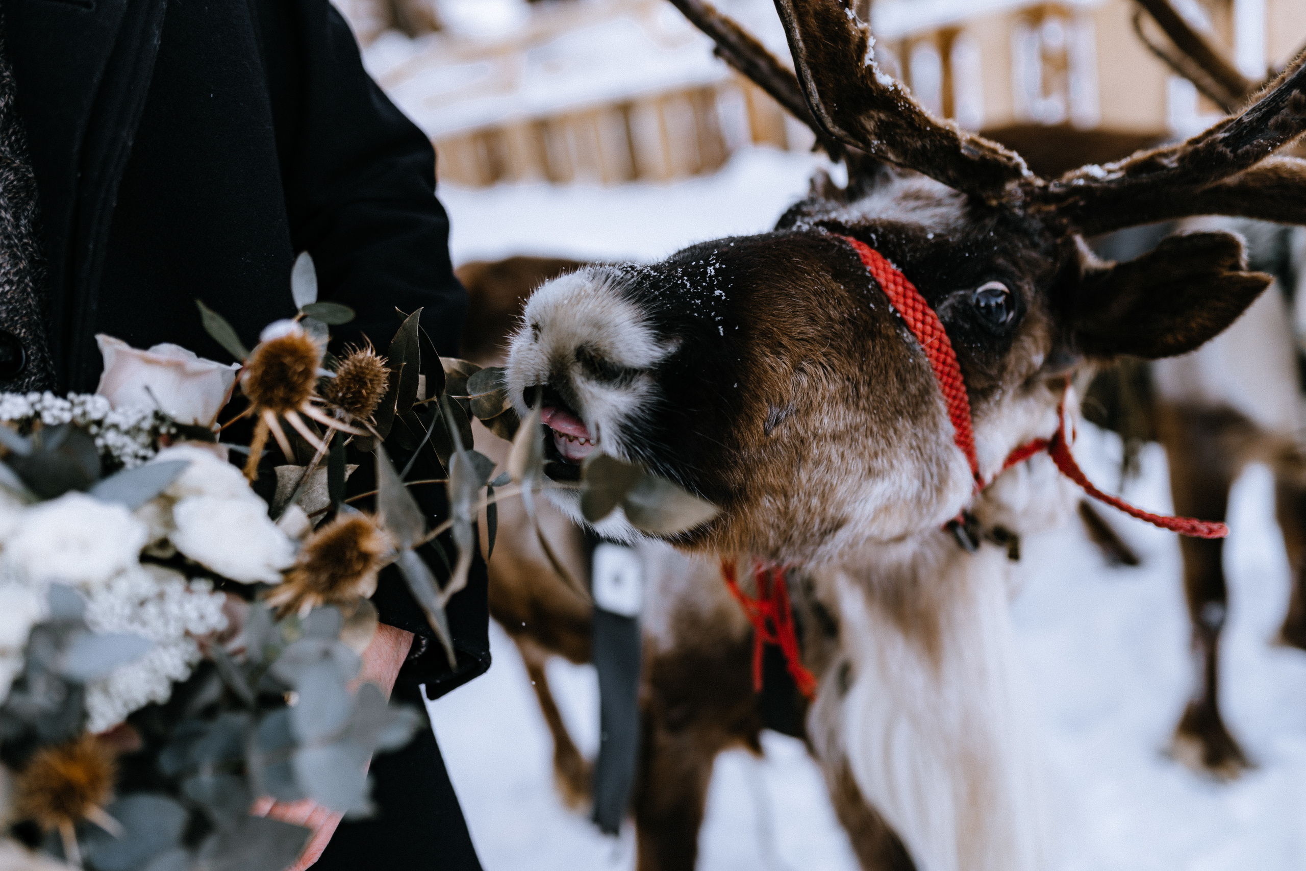 Майя — Дмитрий. Elopement Wedding Photographer