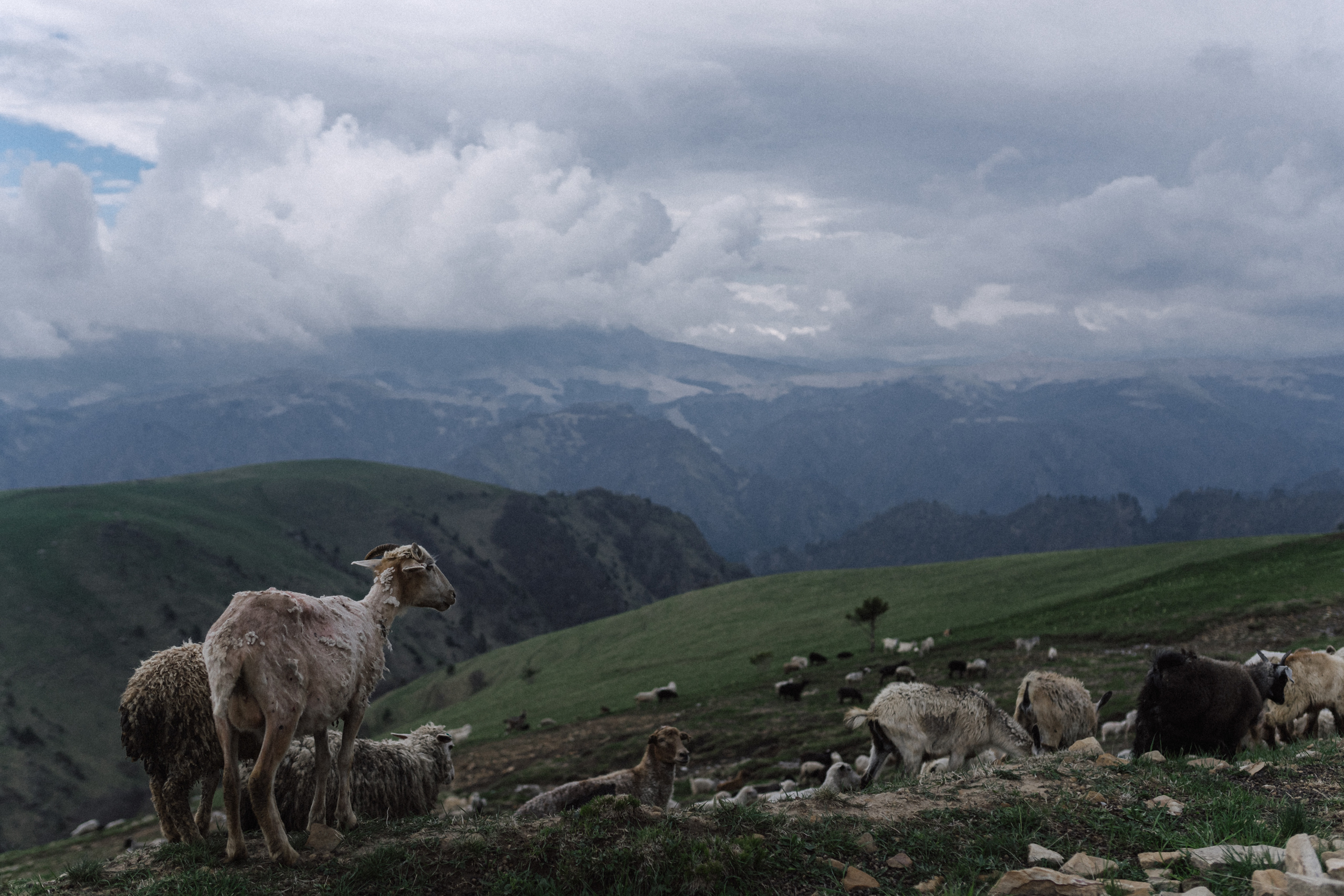 Azamat and Mari. Elopement Wedding Photographer
