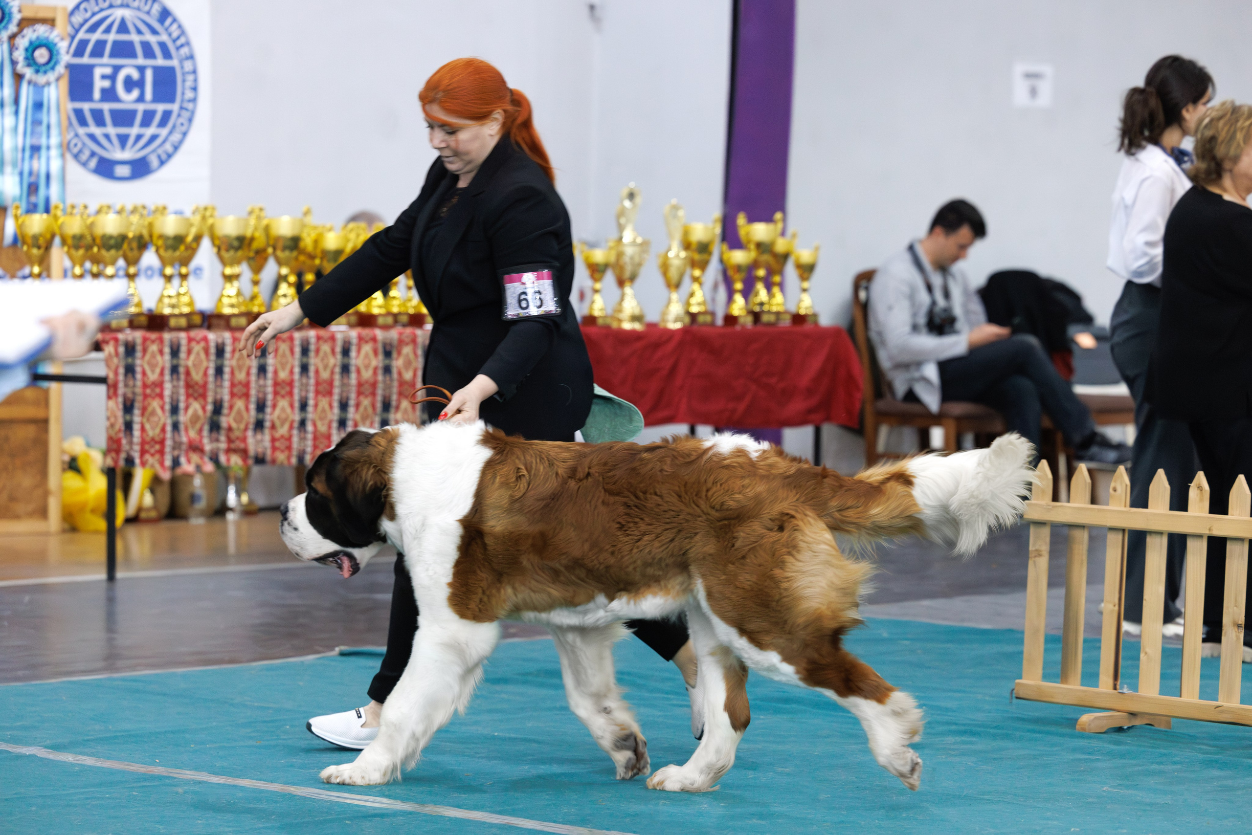 Ереван 2х CACIB 29-30.04.2025. Фотограф-анималист Юлия Германика