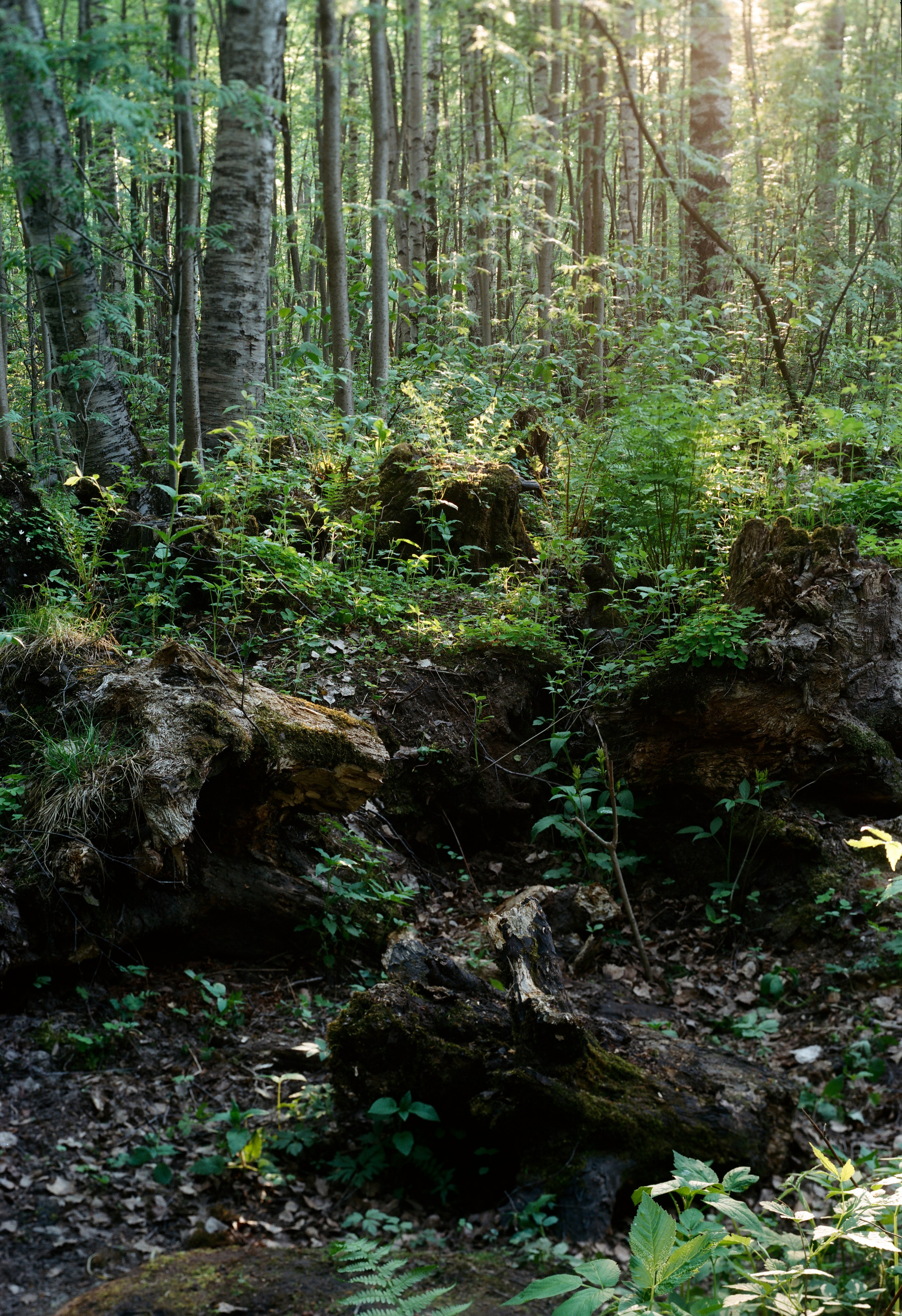 Landscape. Valerii Konkov